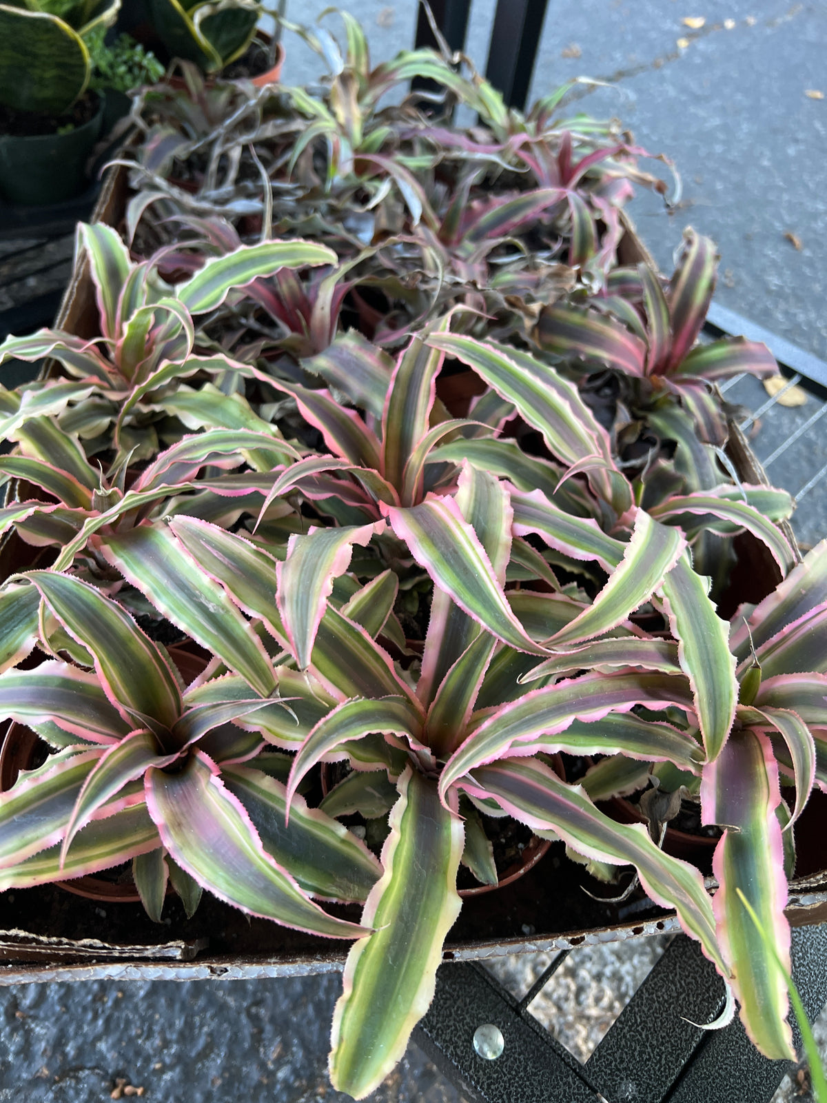 Live Plants: Cryptanthus/Earth Star