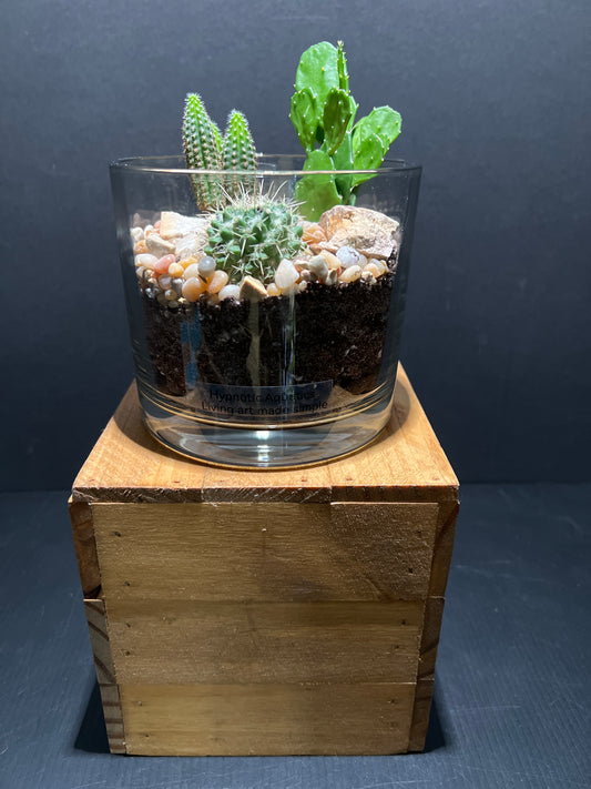 Terrarium #67