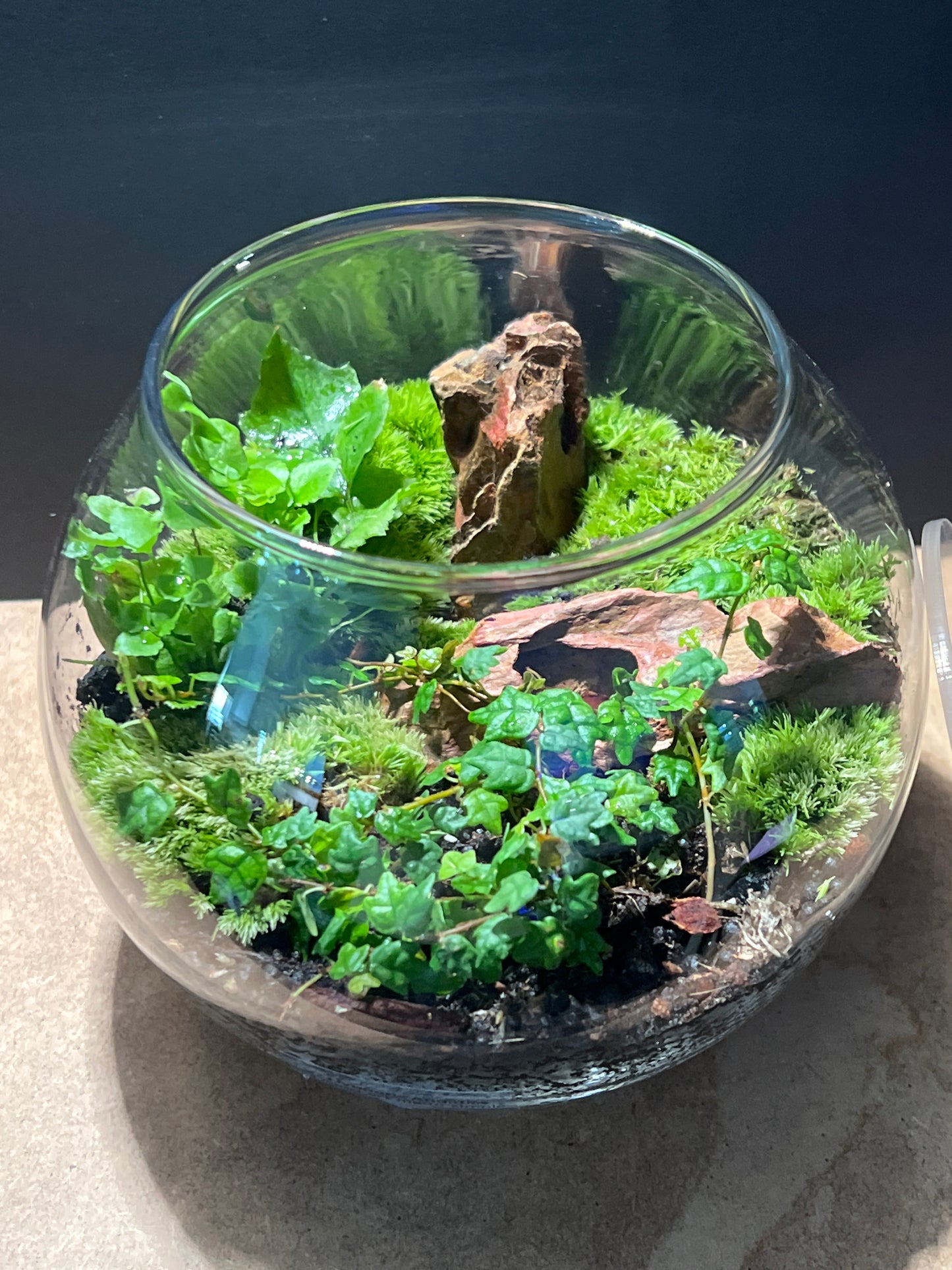 Terrarium 474