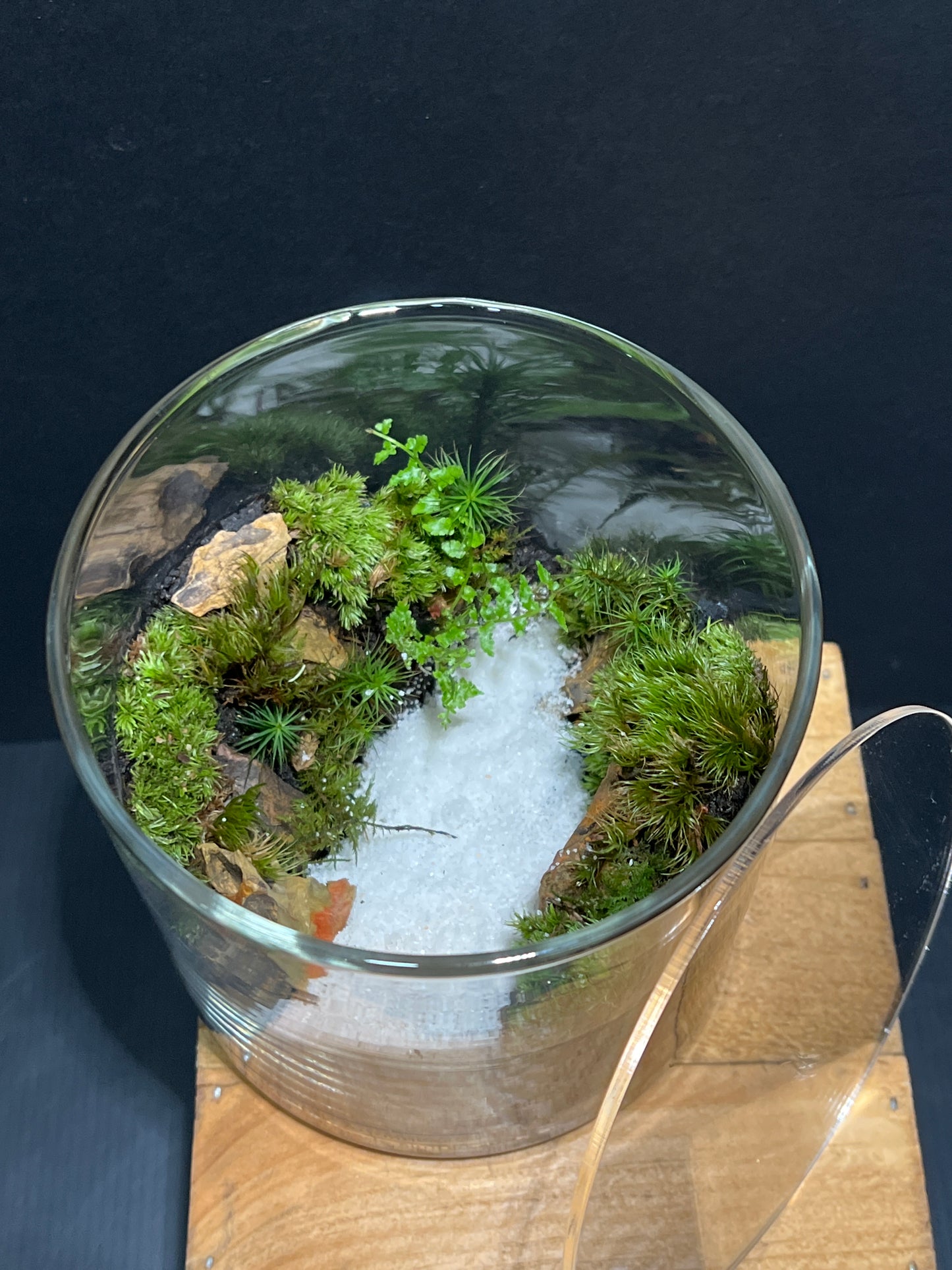Terrarium #130
