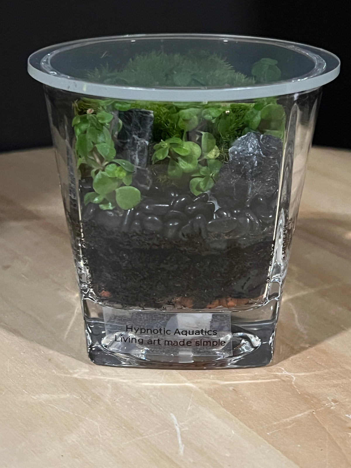 Terrarium 951