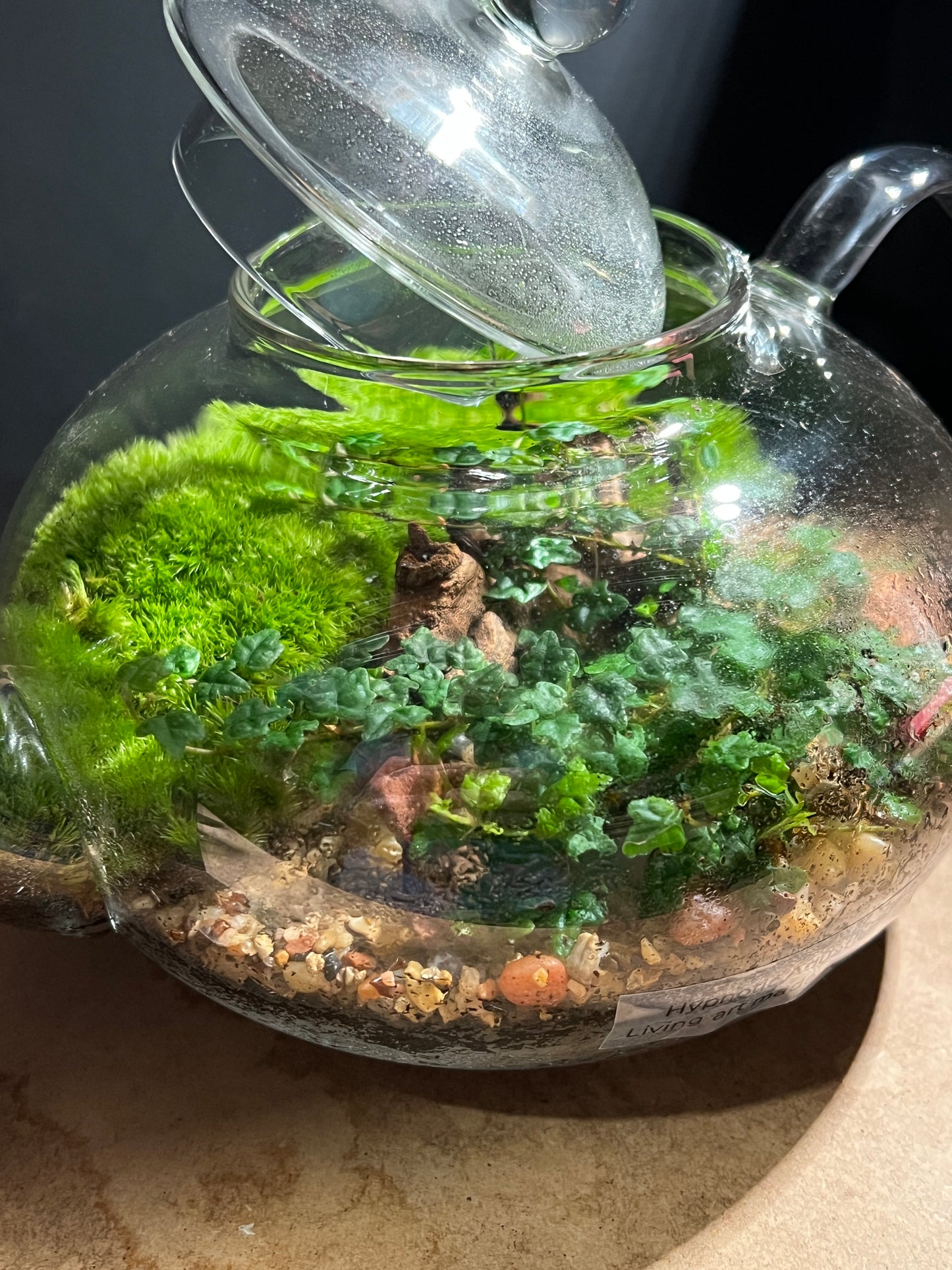 Terrarium 898
