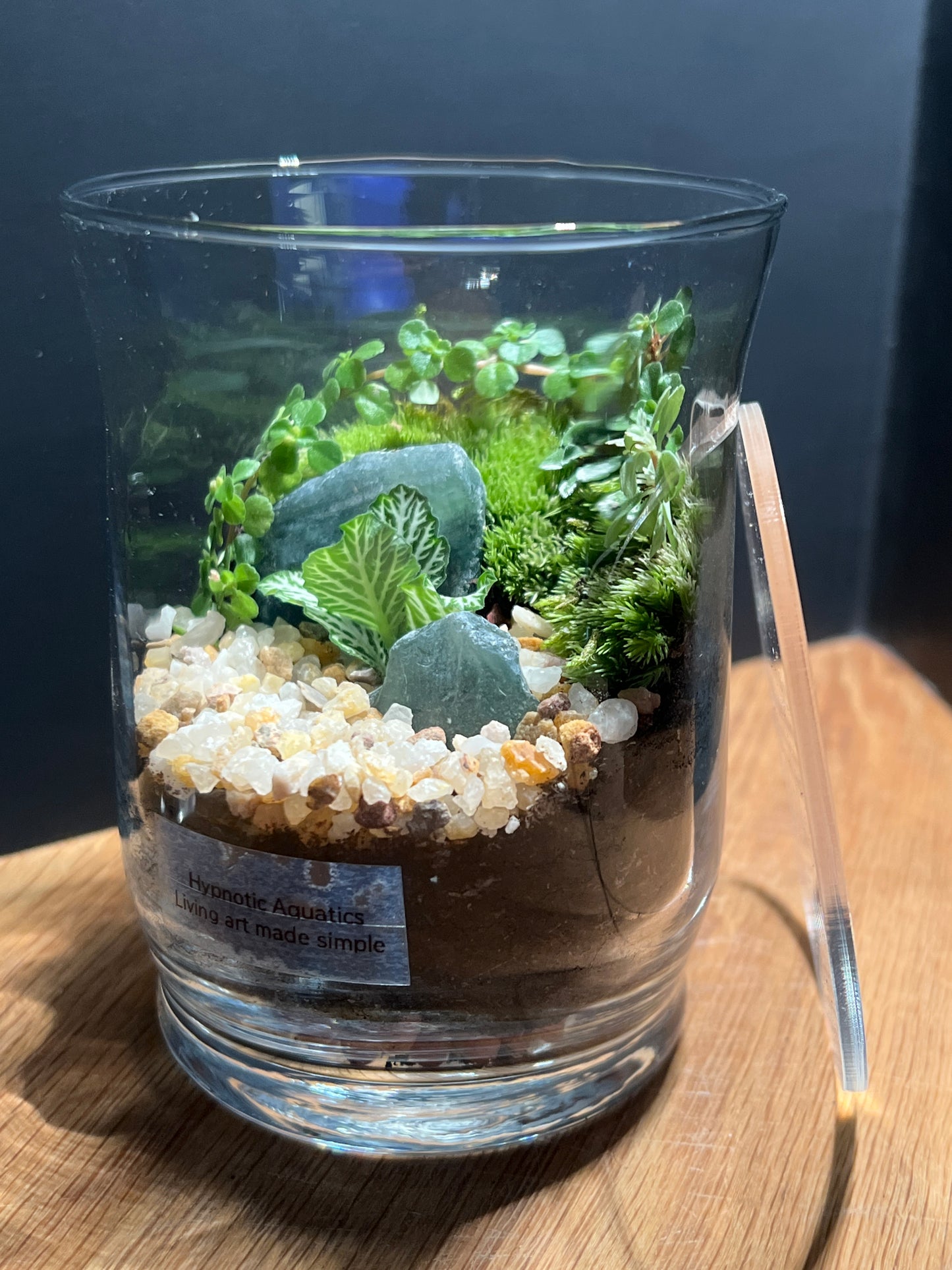 Terrarium 520