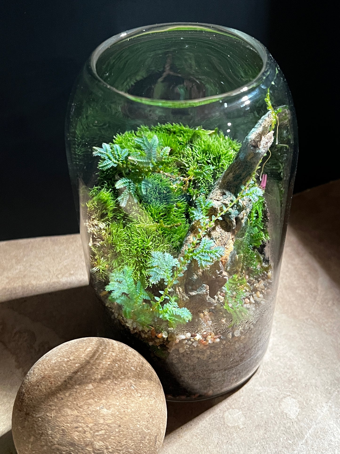 Terrarium 896