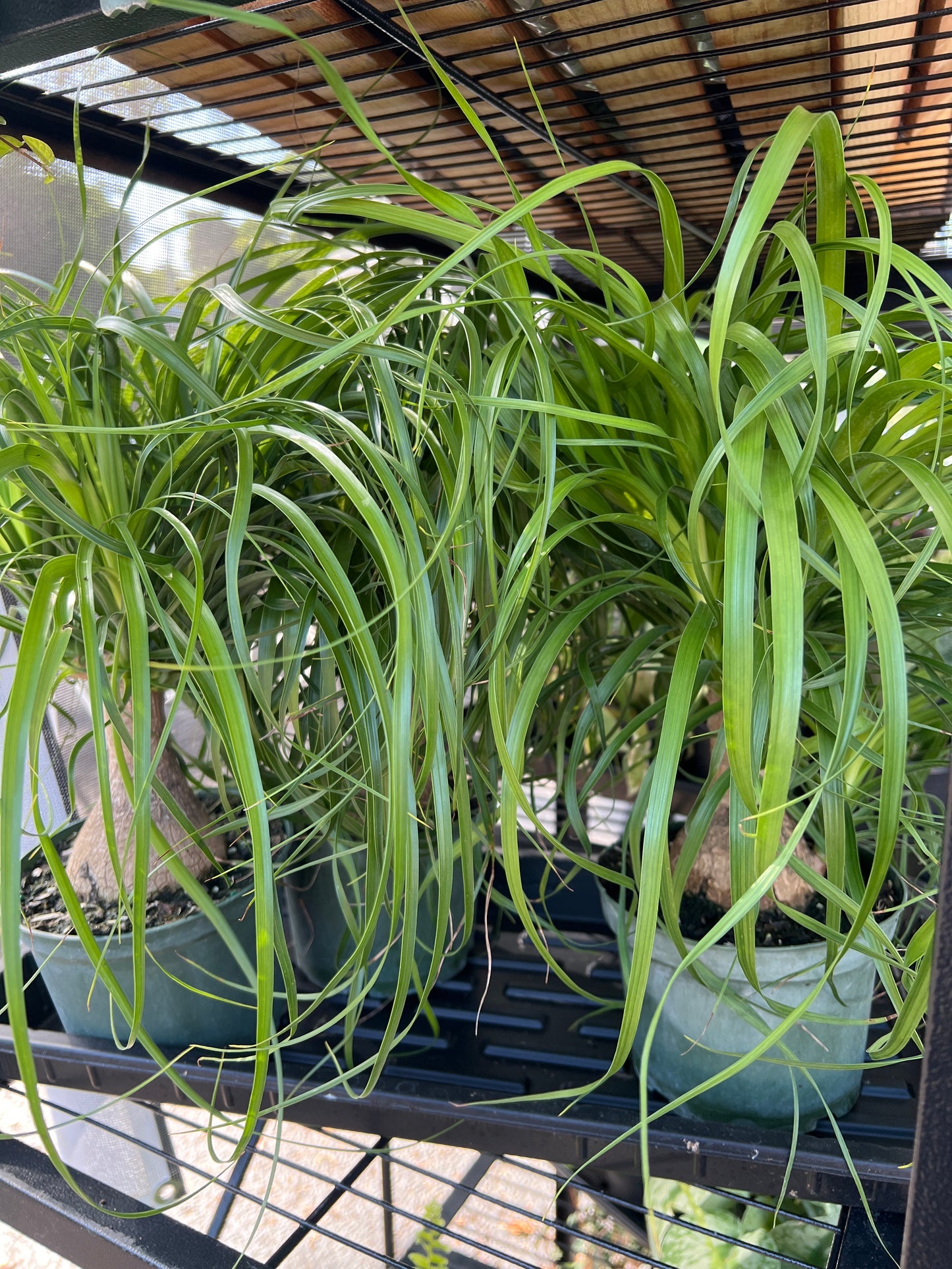 Live Plants: Ponytail Palm