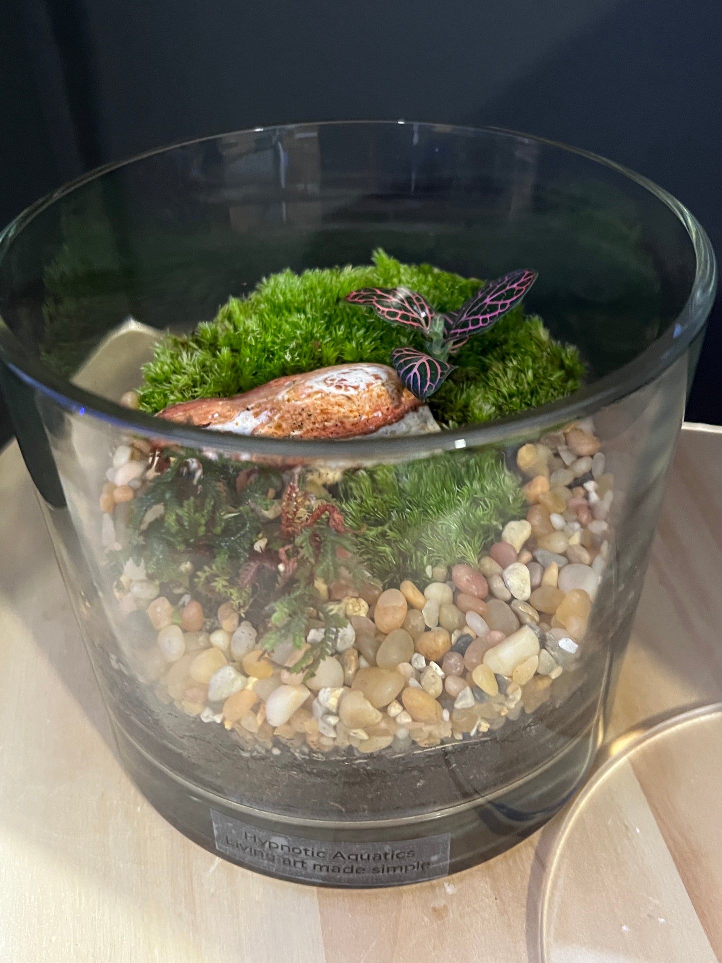 Terrarium 823