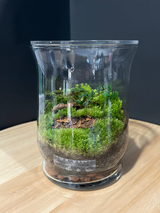 Terrarium 731