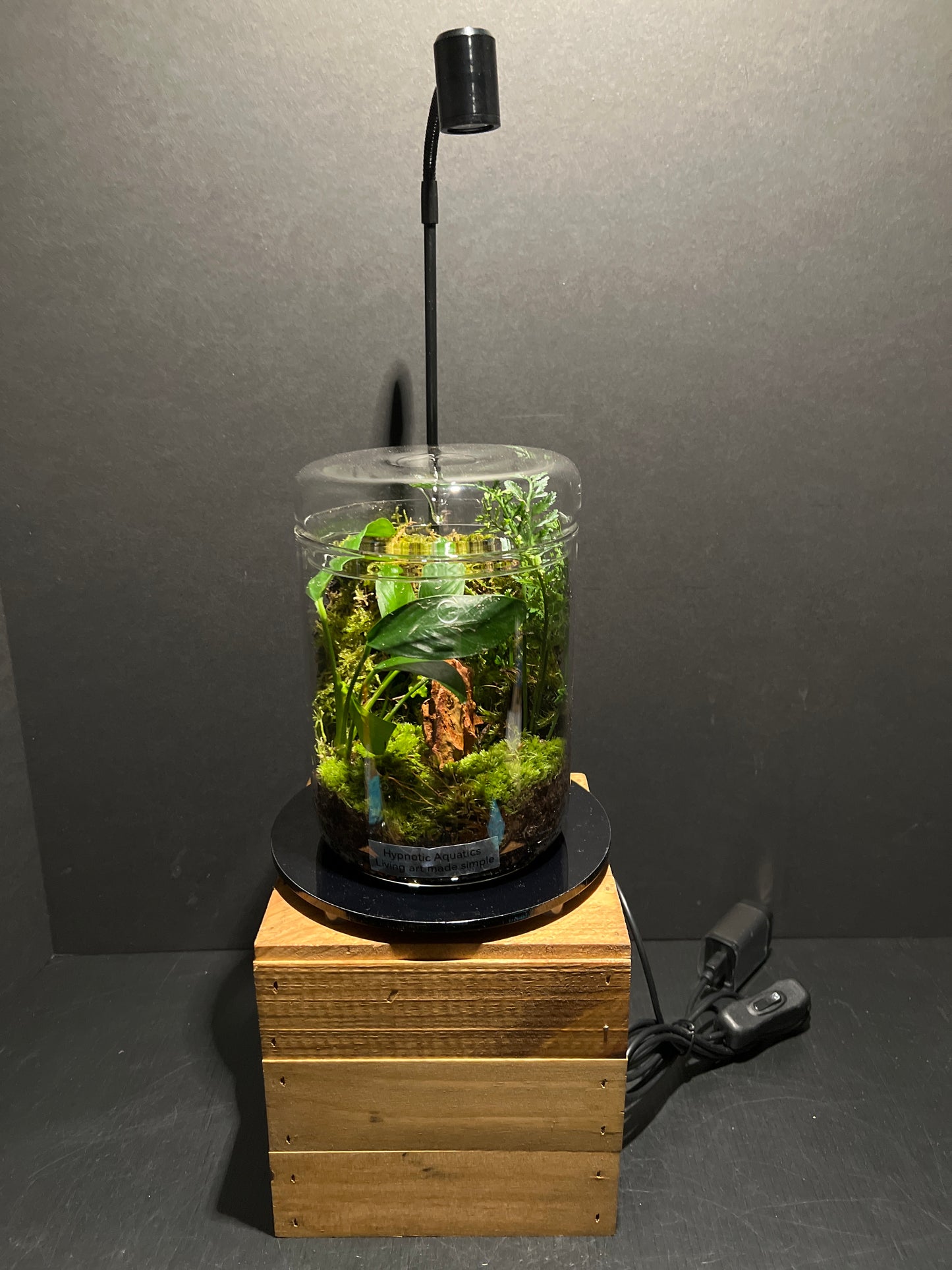 Terrarium 188