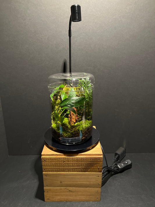 Terrarium 188