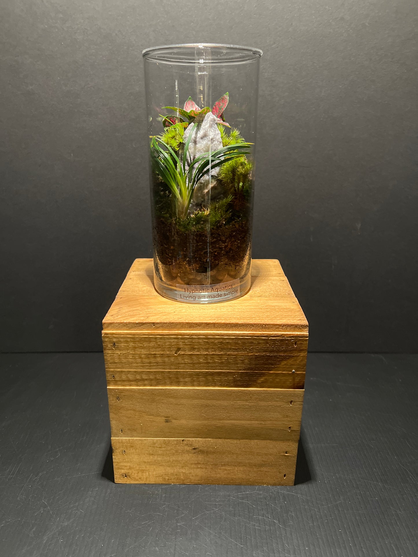 Terrarium #89