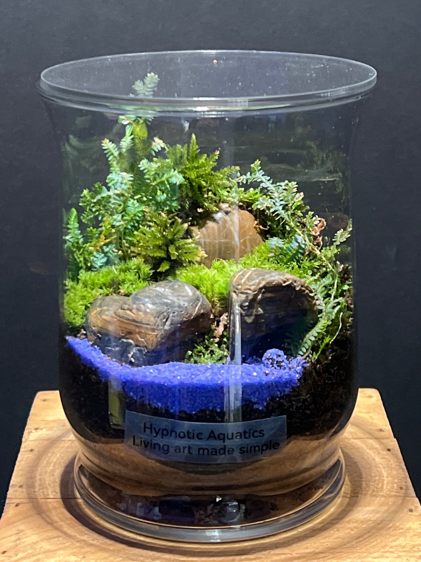 Terrarium #166