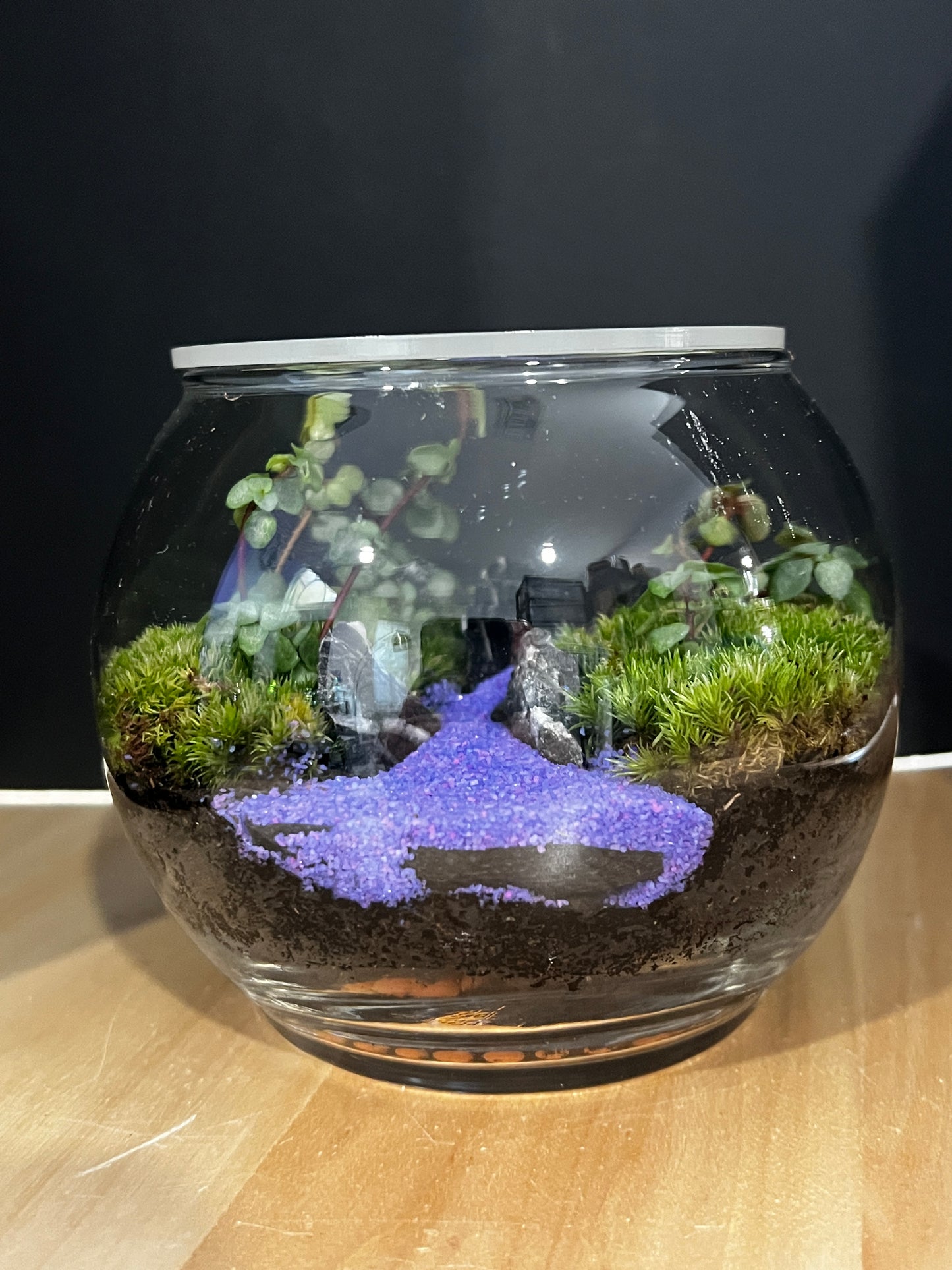 Terrarium 865
