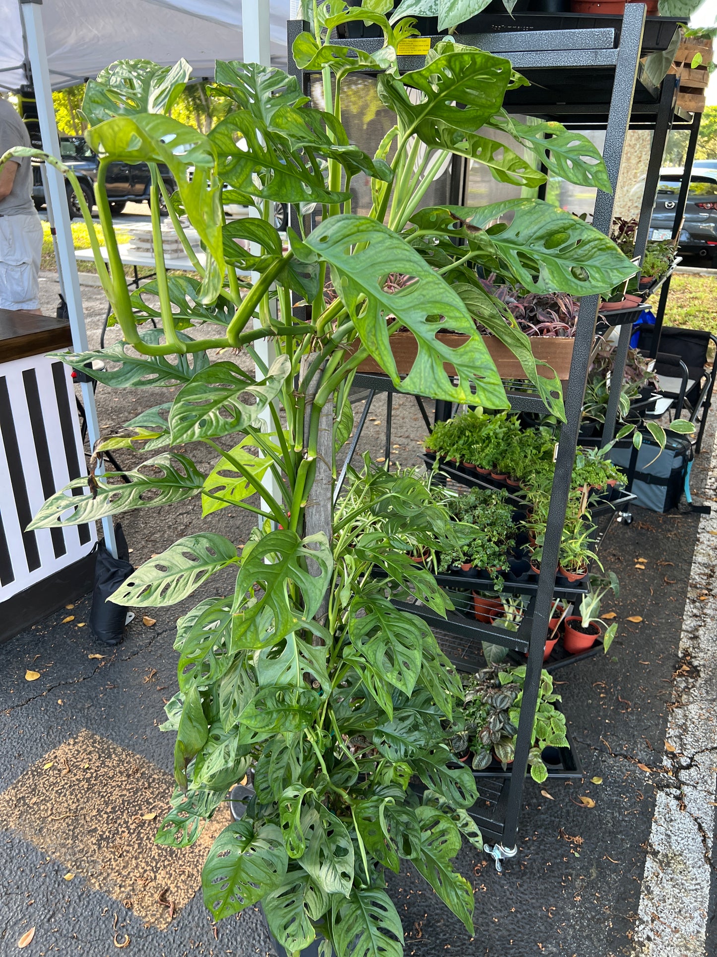 Live Plants: Monstera Swiss Cheese Totem