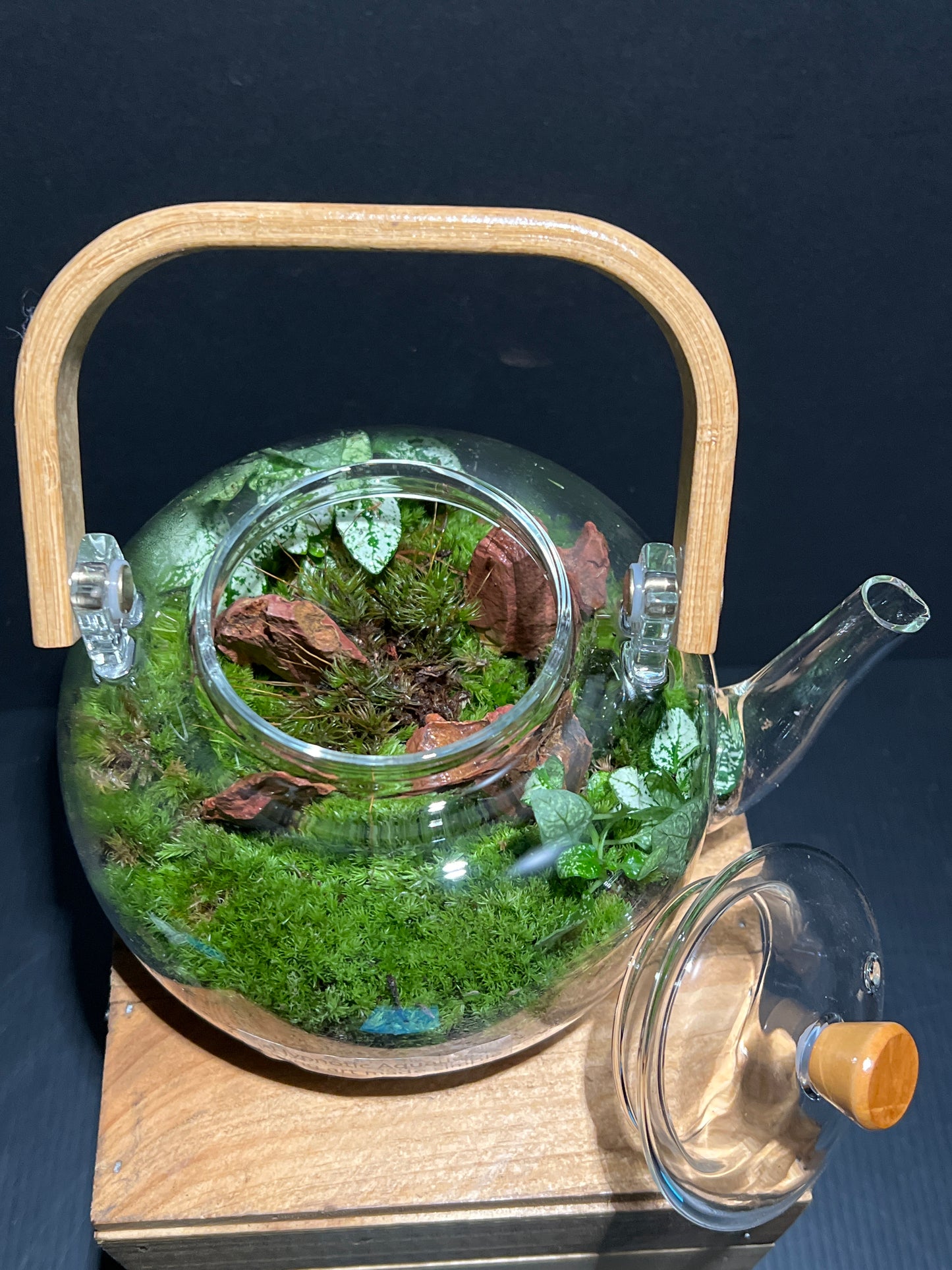 Terrarium 189