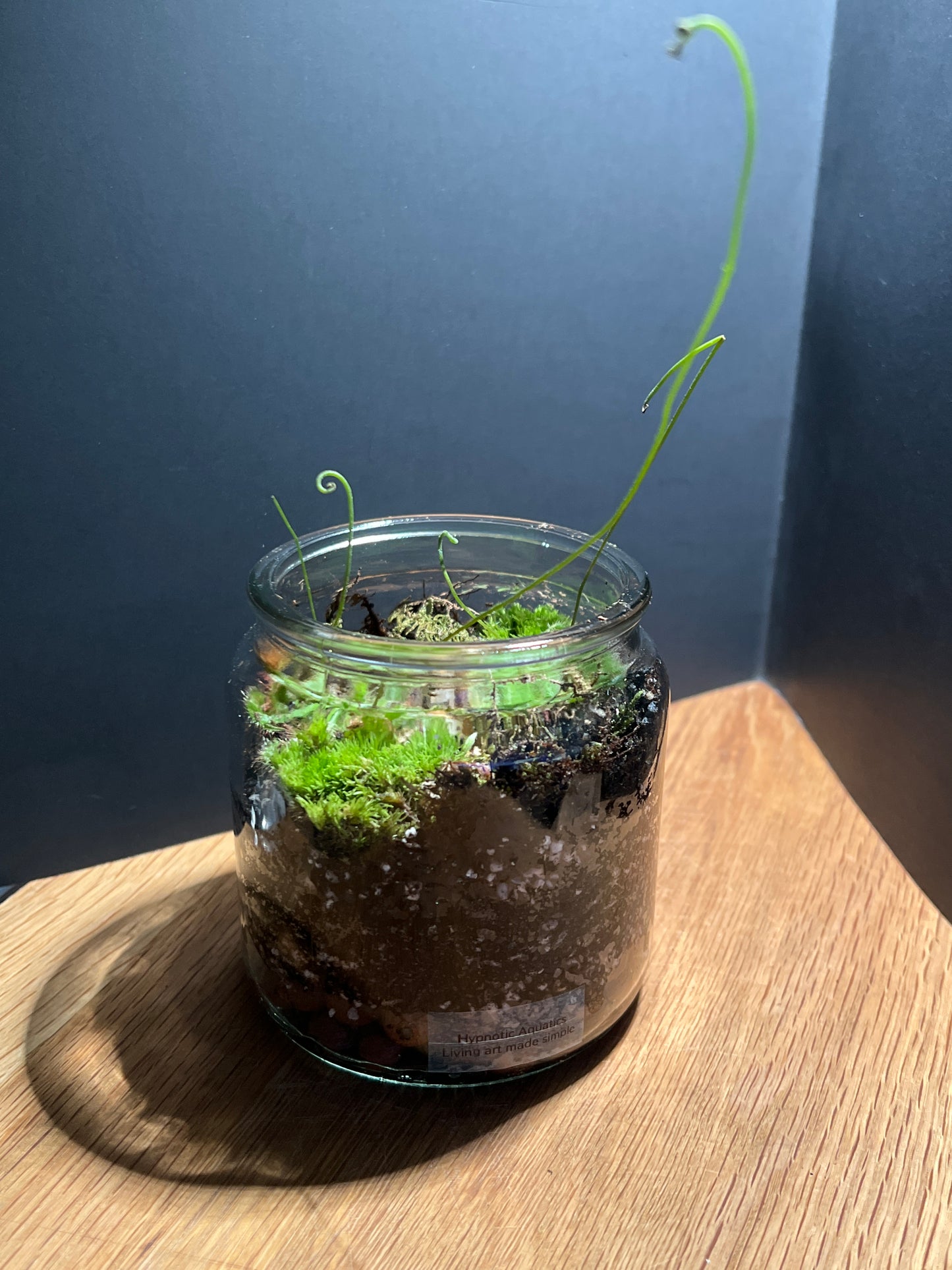 Terrarium 521