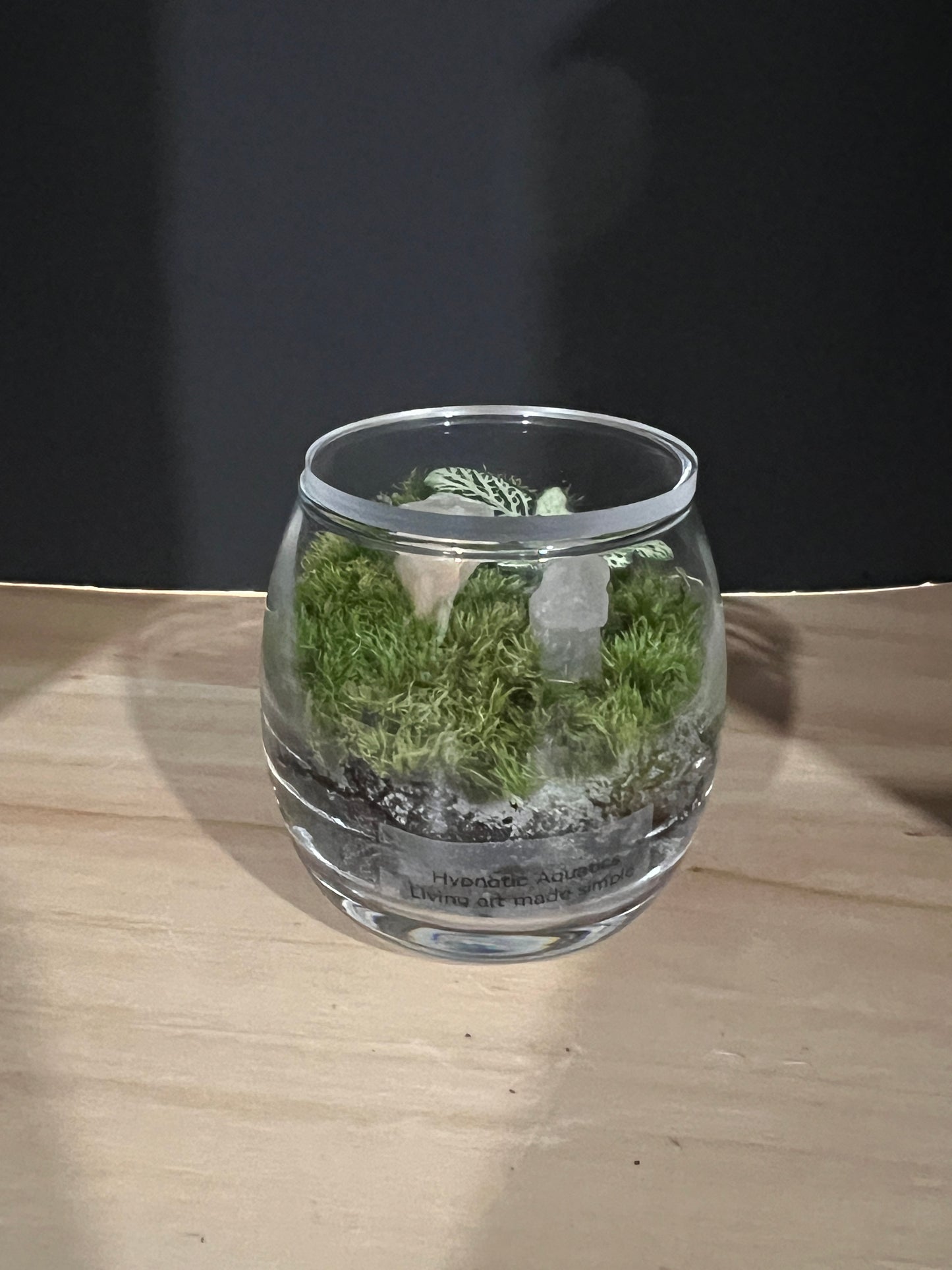 Terrarium 805