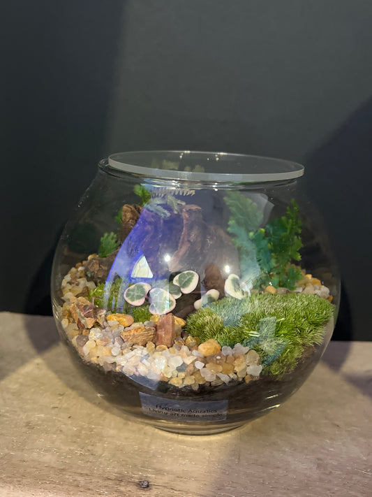 Terrarium 474