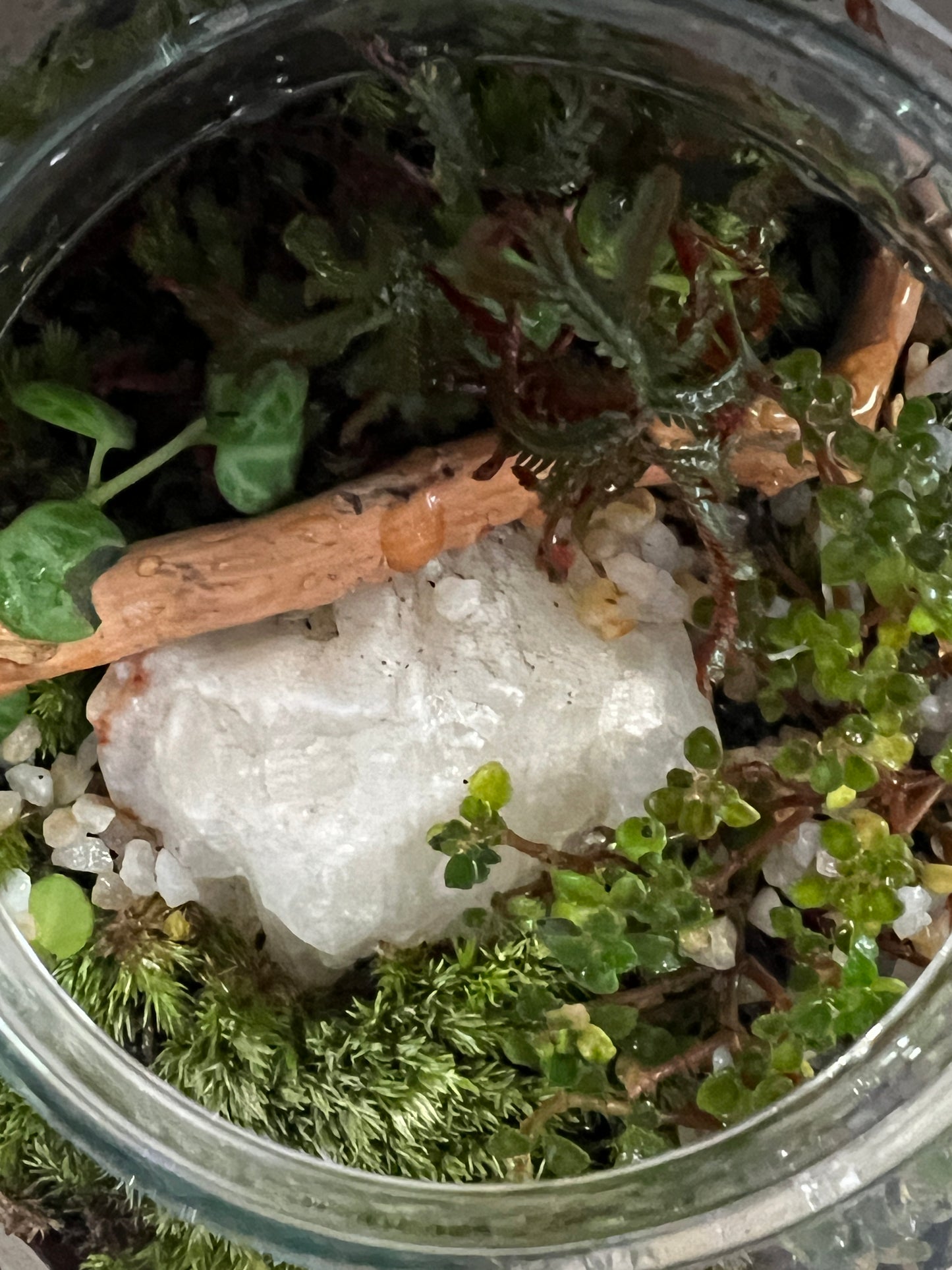 Terrarium 891