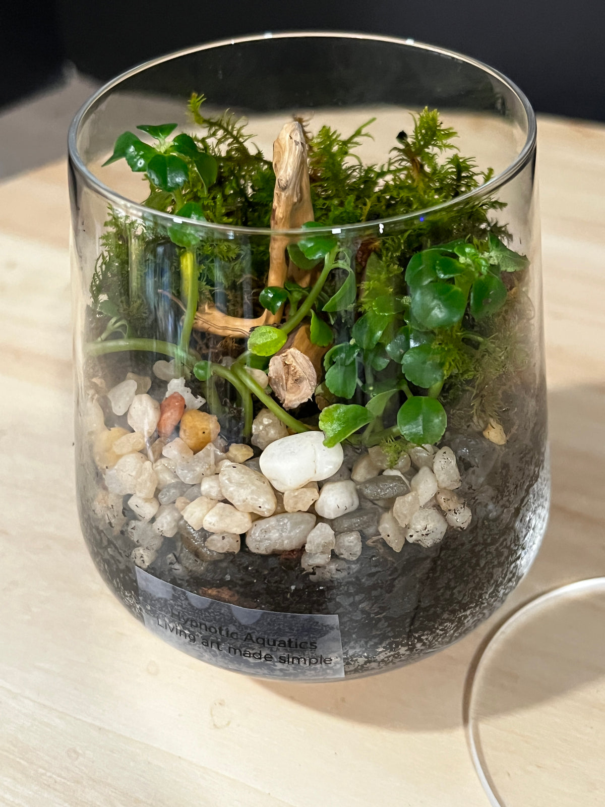 Terrarium 993