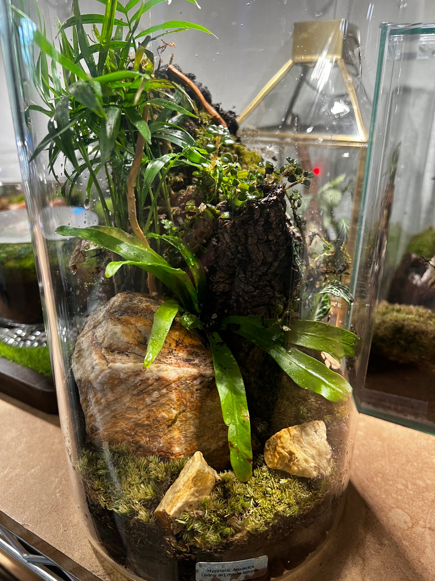 Terrarium 826