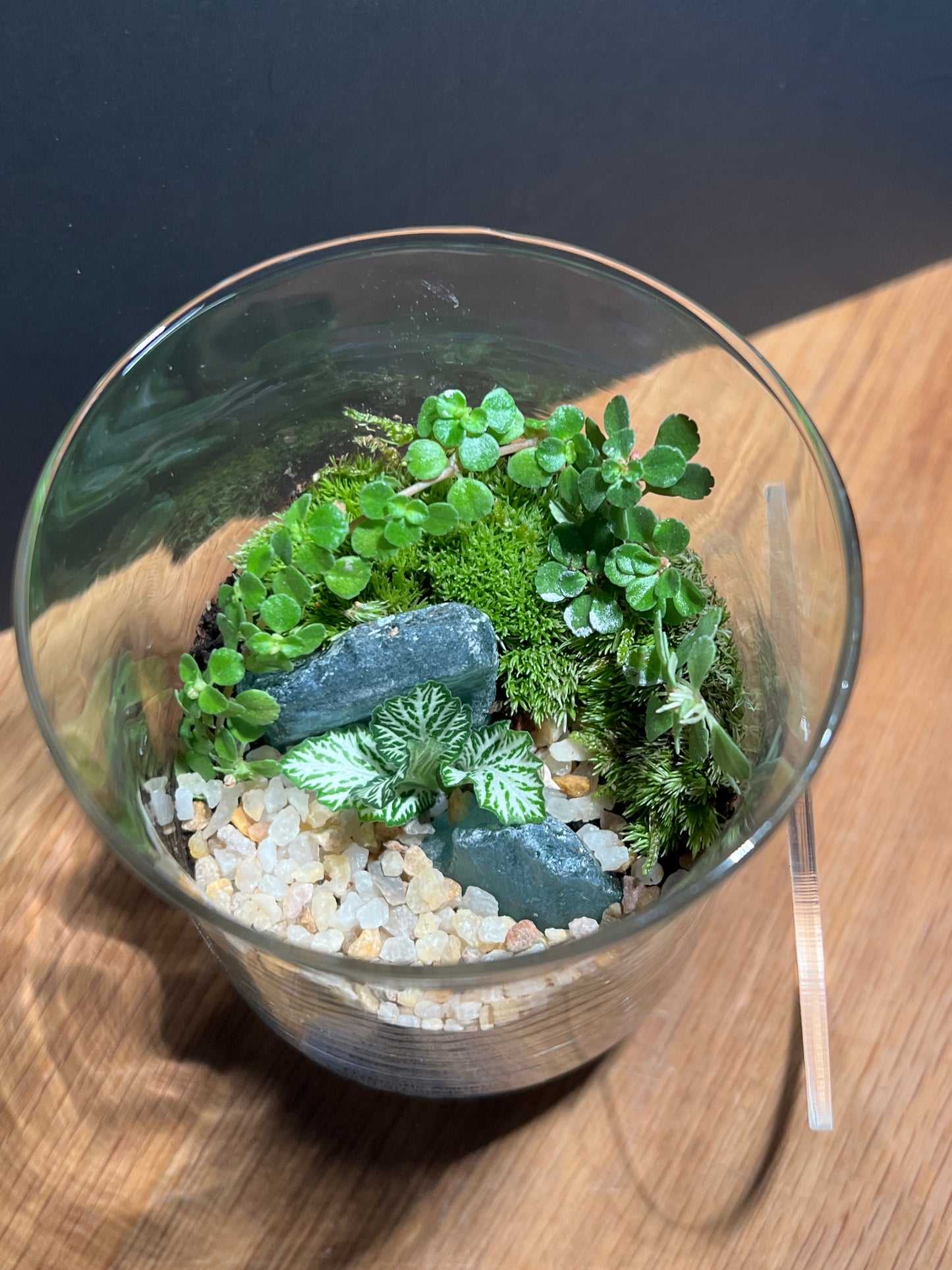 Terrarium 520