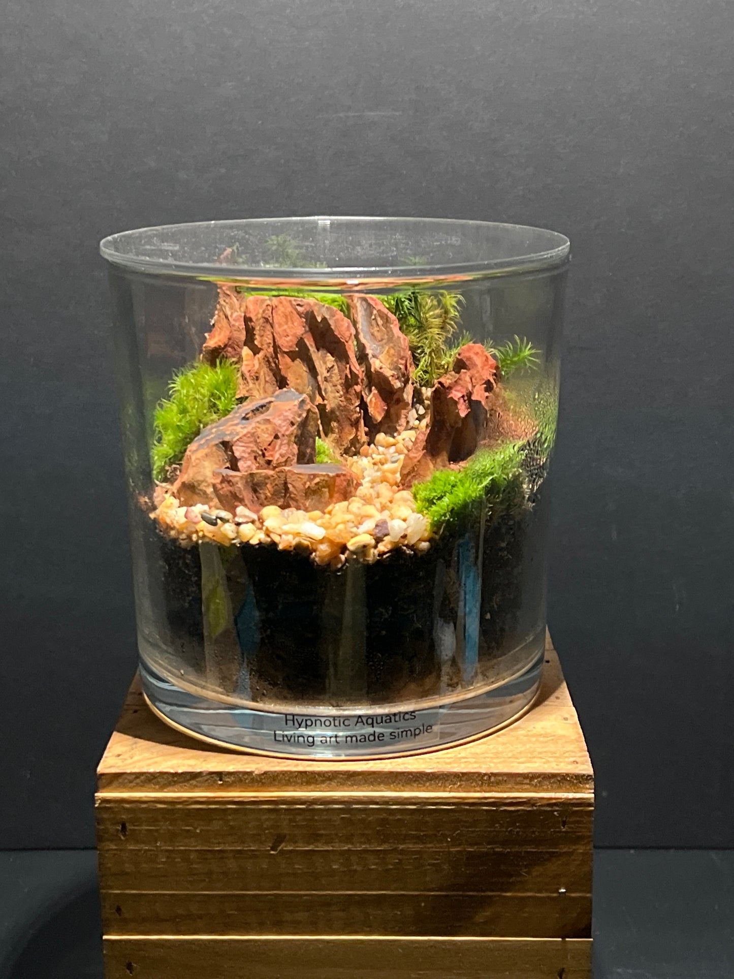Terrarium #158