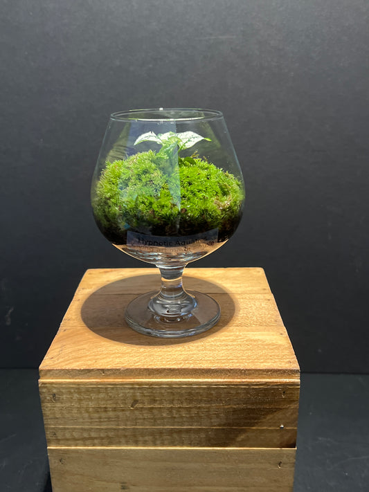 Terrarium #149