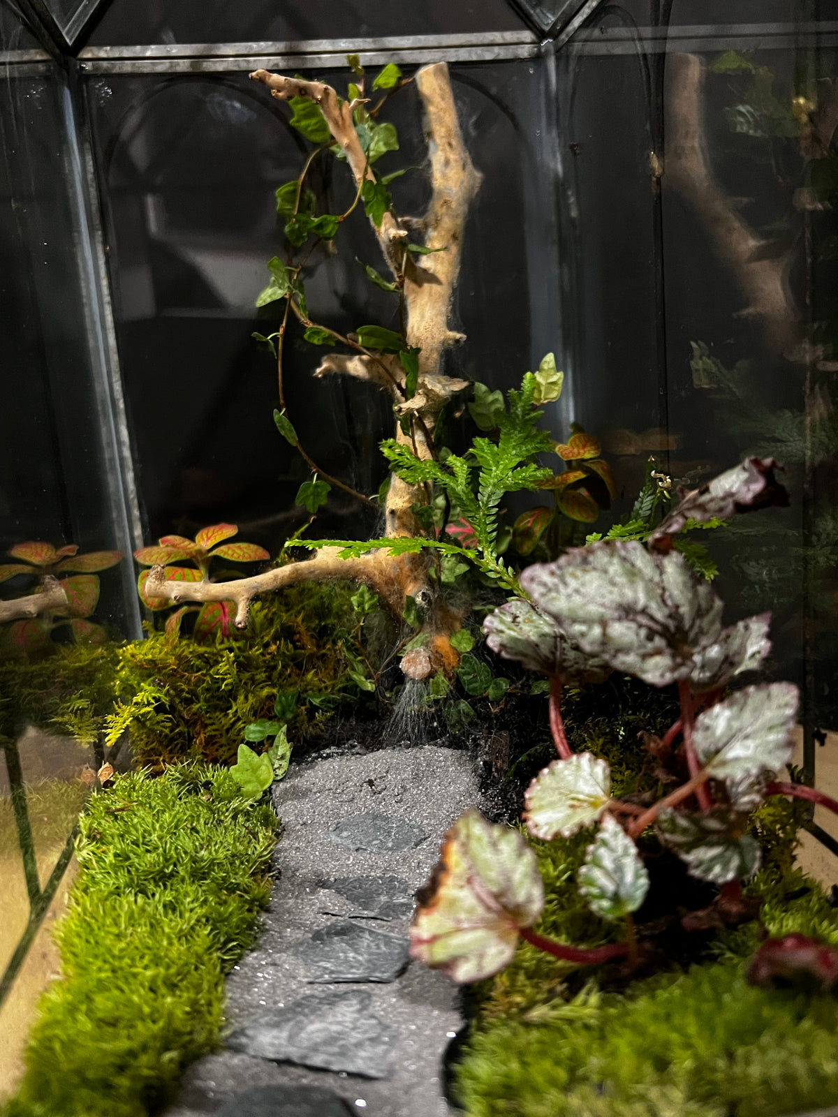 Terrarium 964