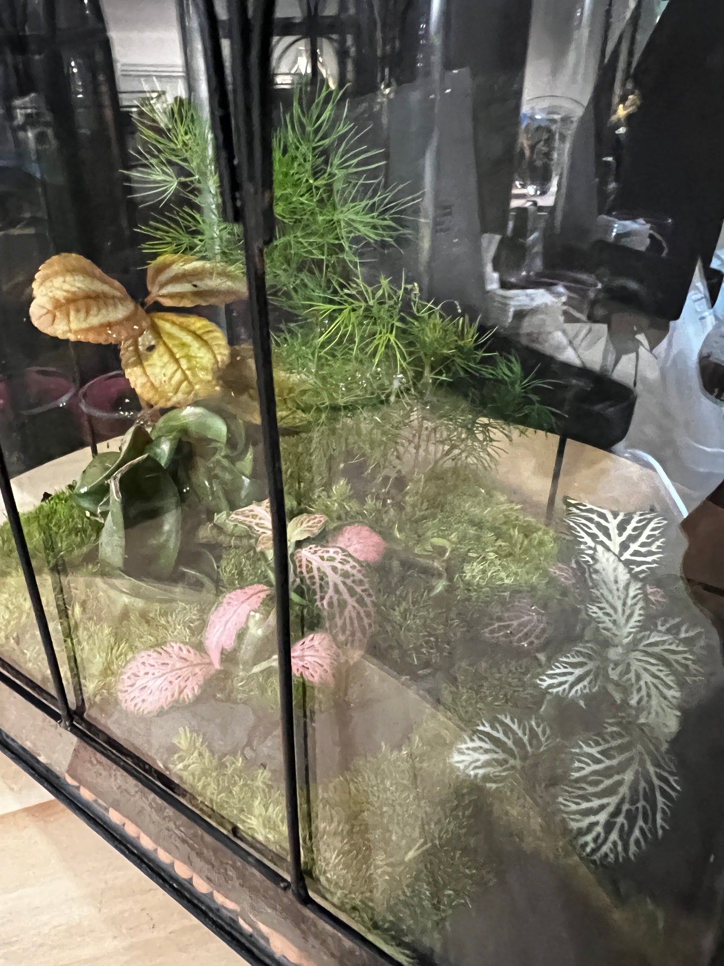Terrarium 873