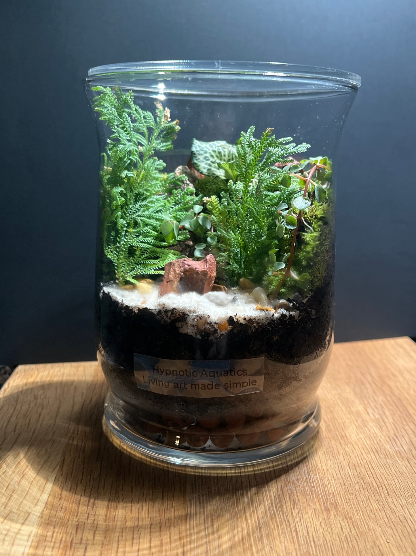 Terrarium 514