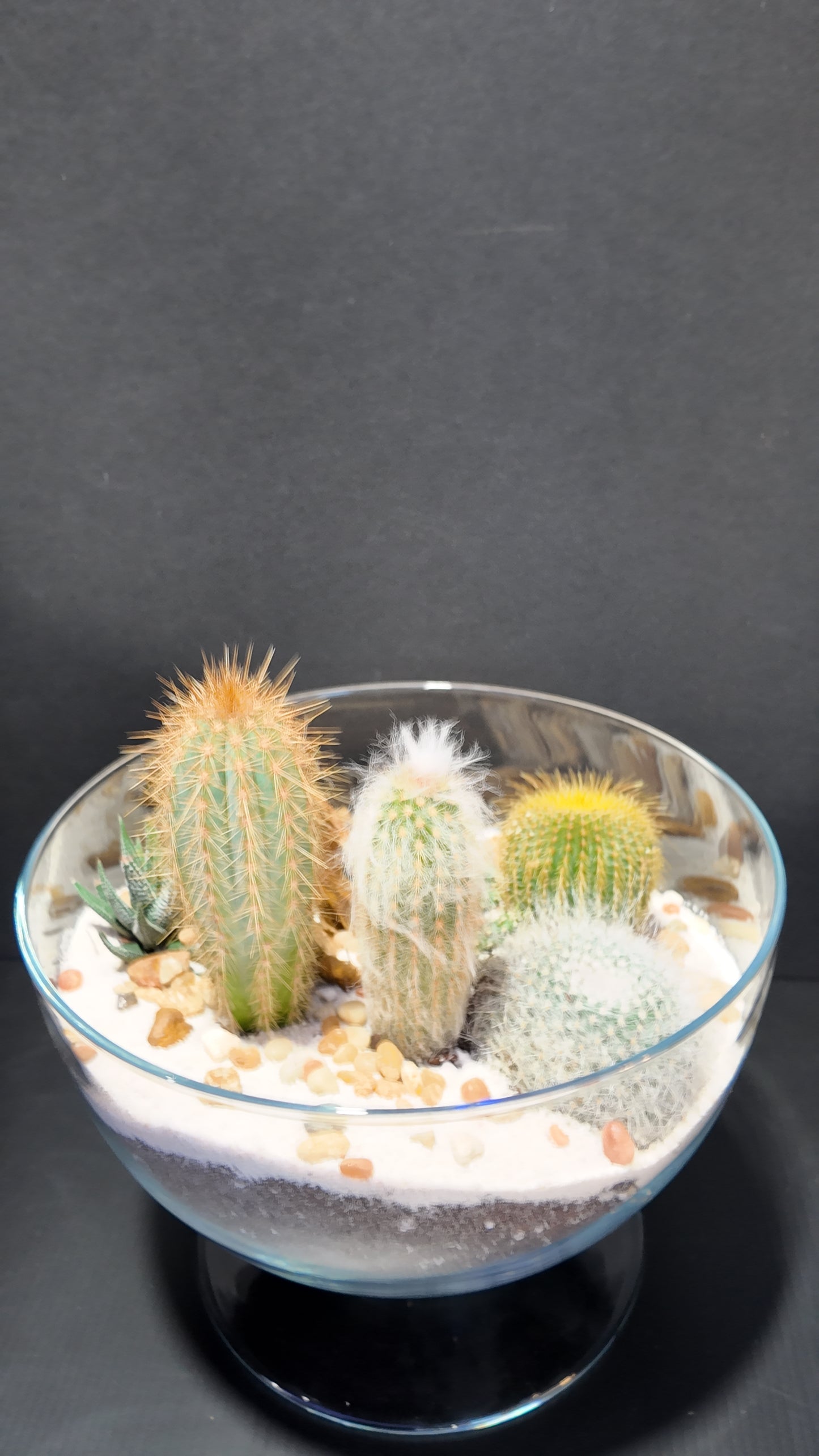 Terrarium #32