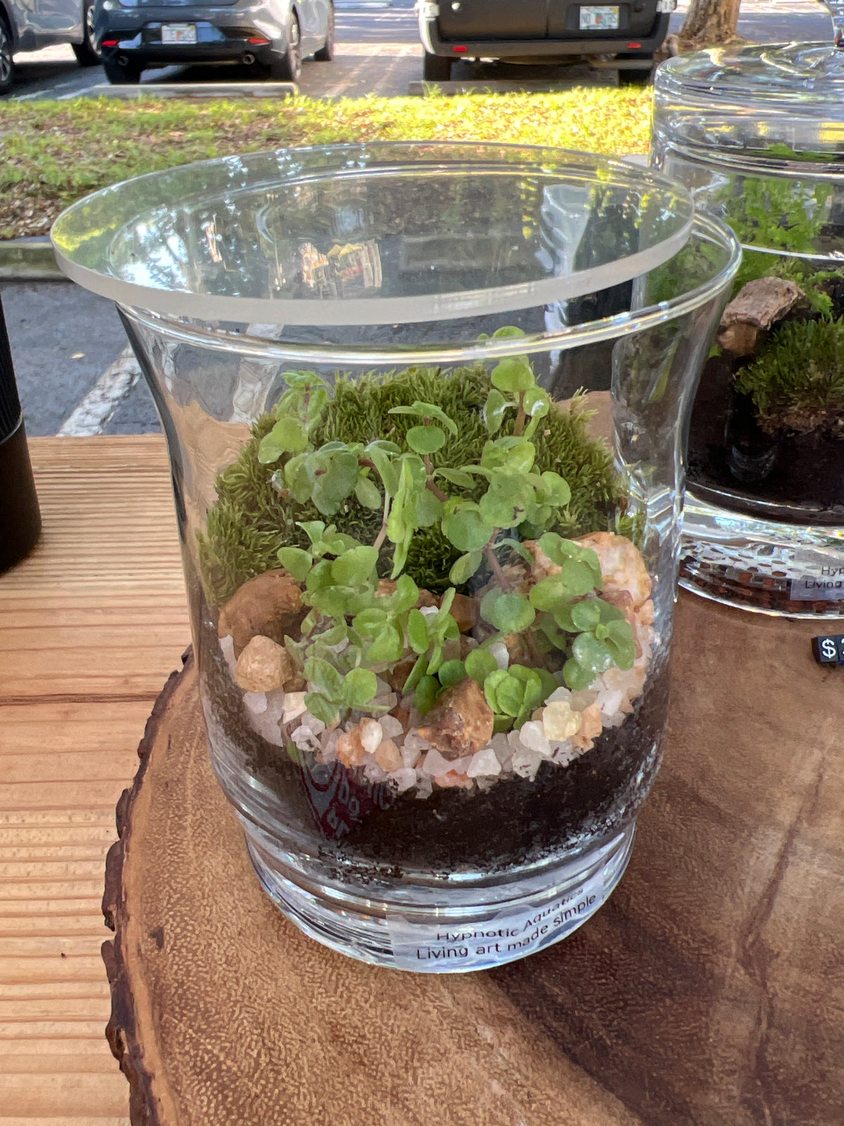 Terrarium 945