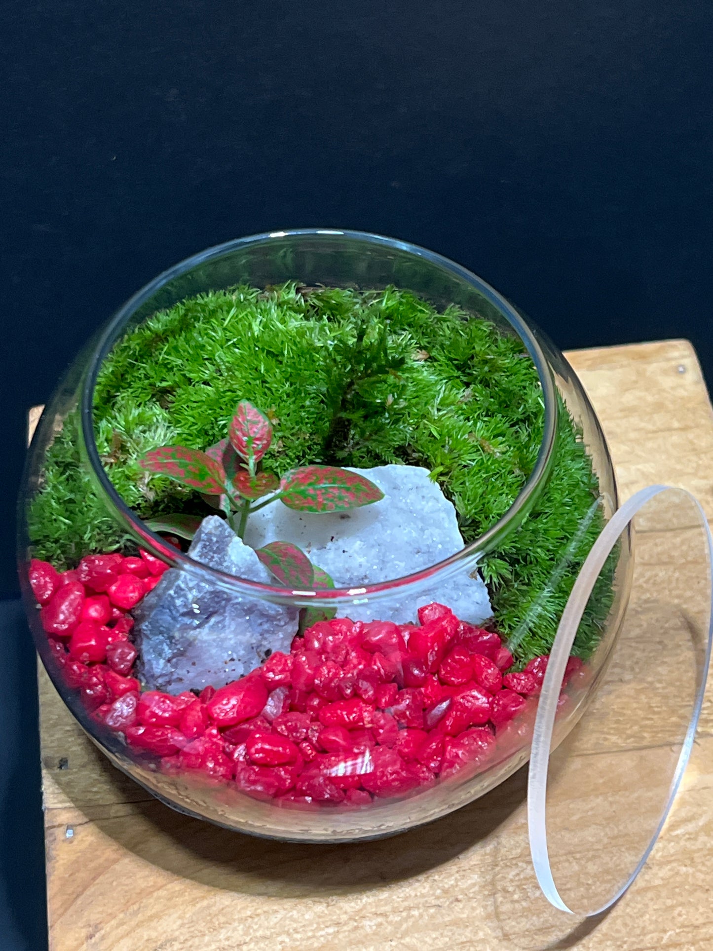 Terrarium #121