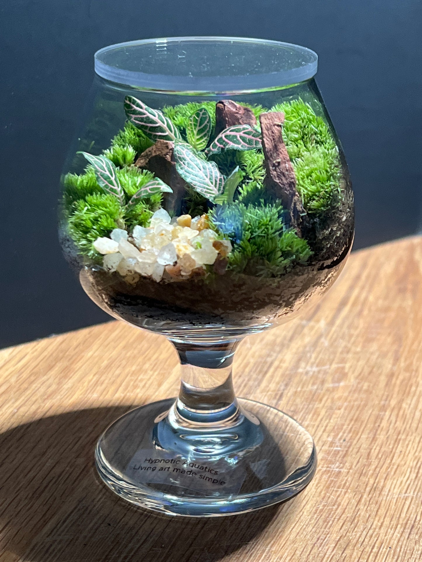 Terrarium 524