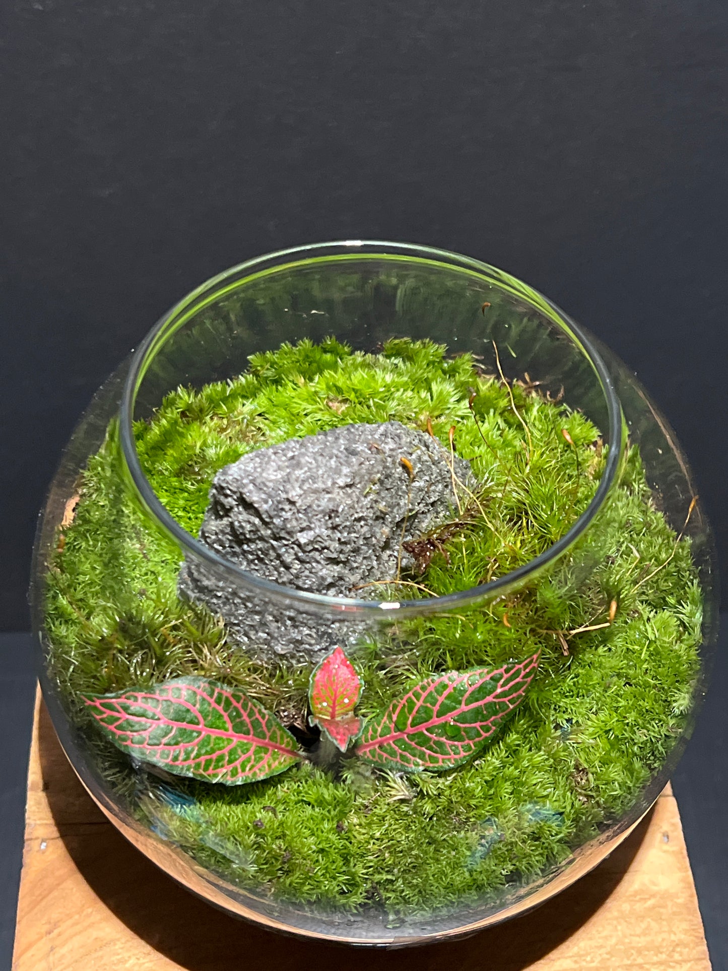 Terrarium 178