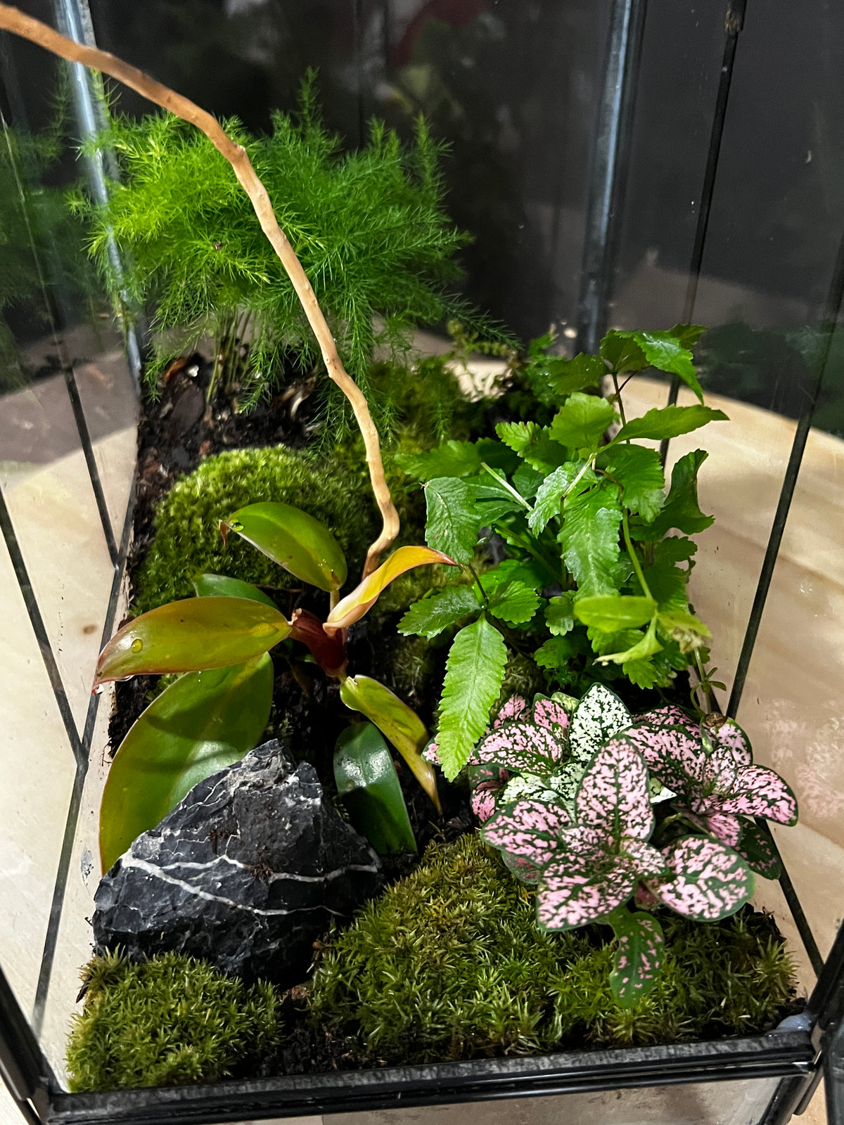 Terrarium 996