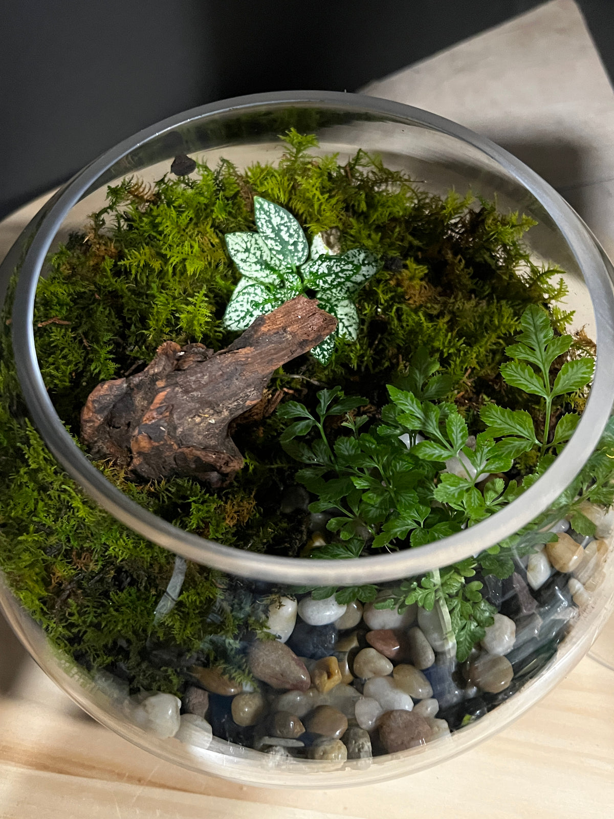 Terrarium 962