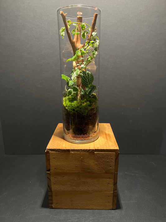 Terrarium #81
