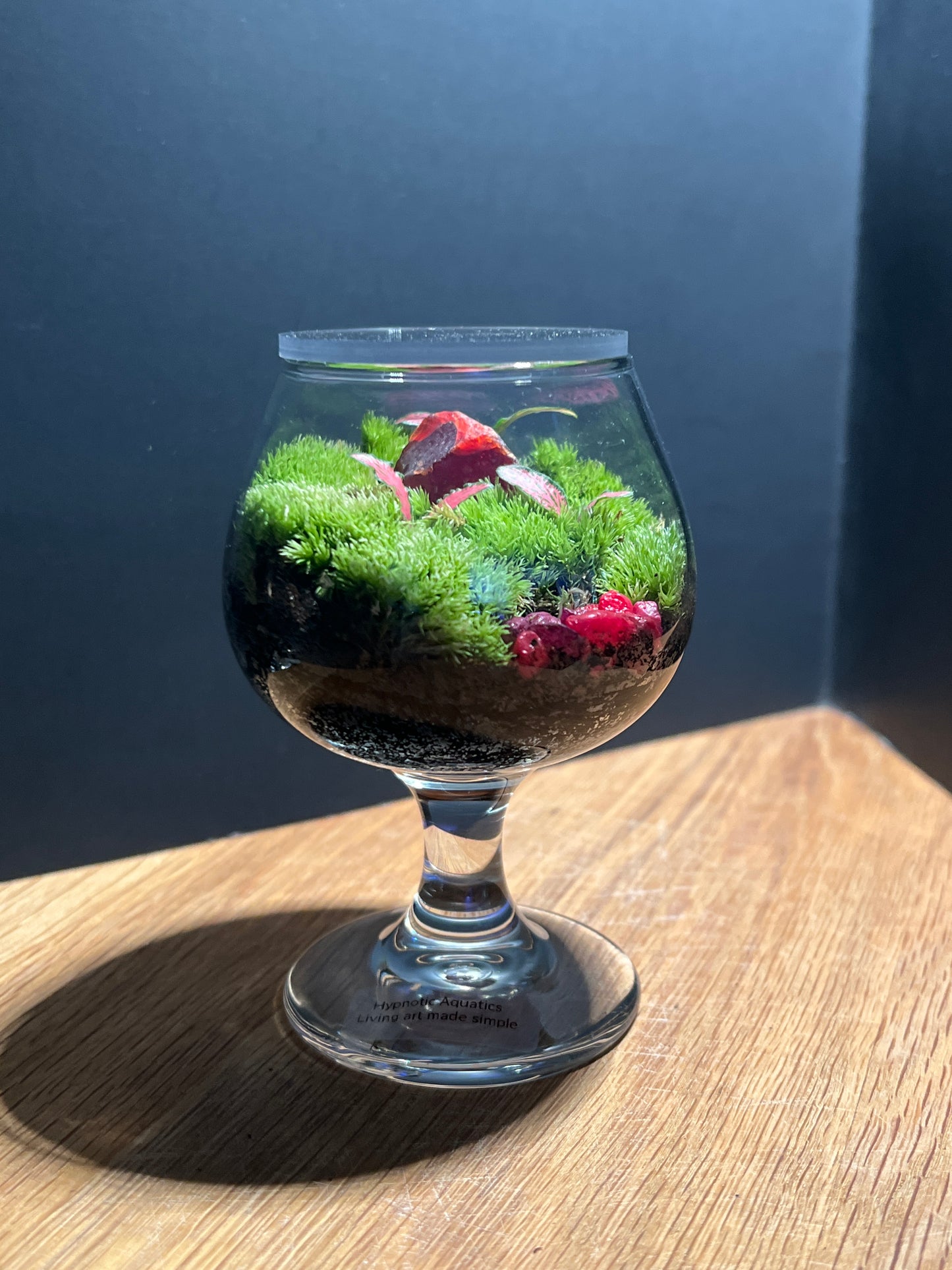 Terrarium 525