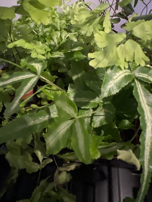 Terrarium Plants: Fern Mix Collection