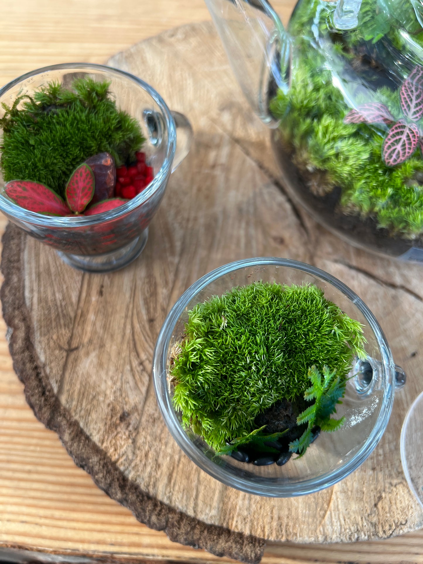 Terrarium (seti) 920