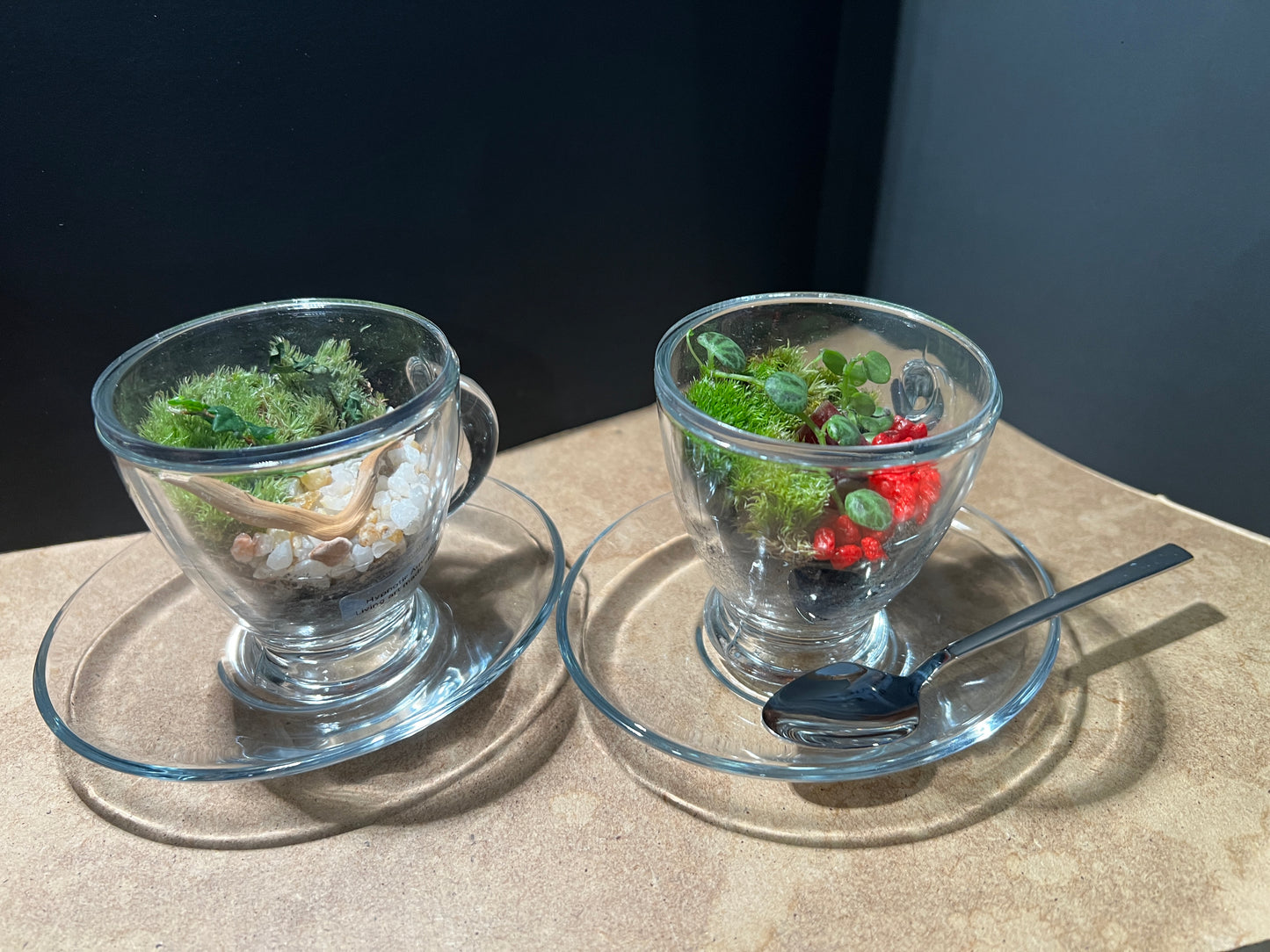 Terrarium 839 (seti)