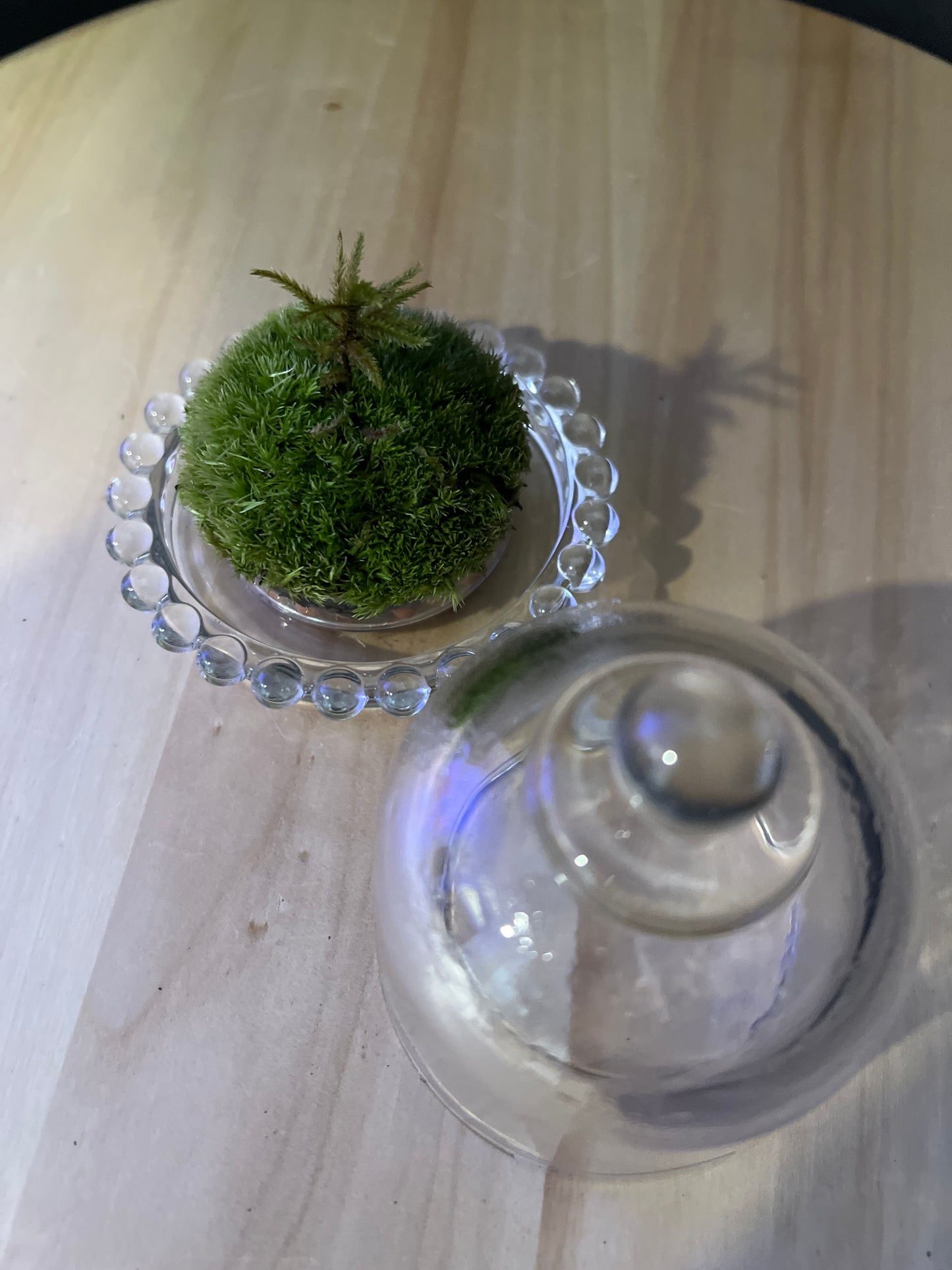 Terrarium 846