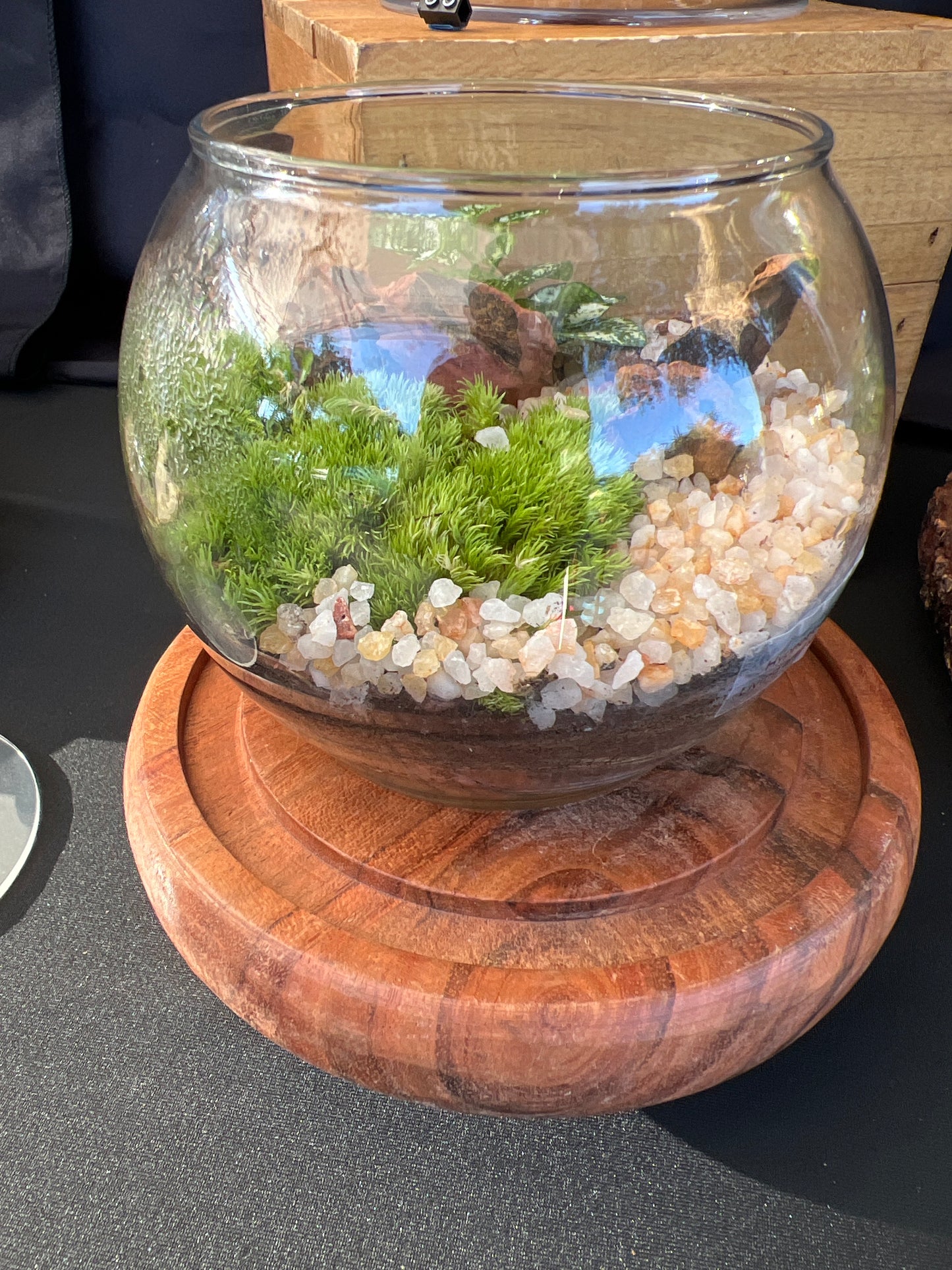 Terrarium 901