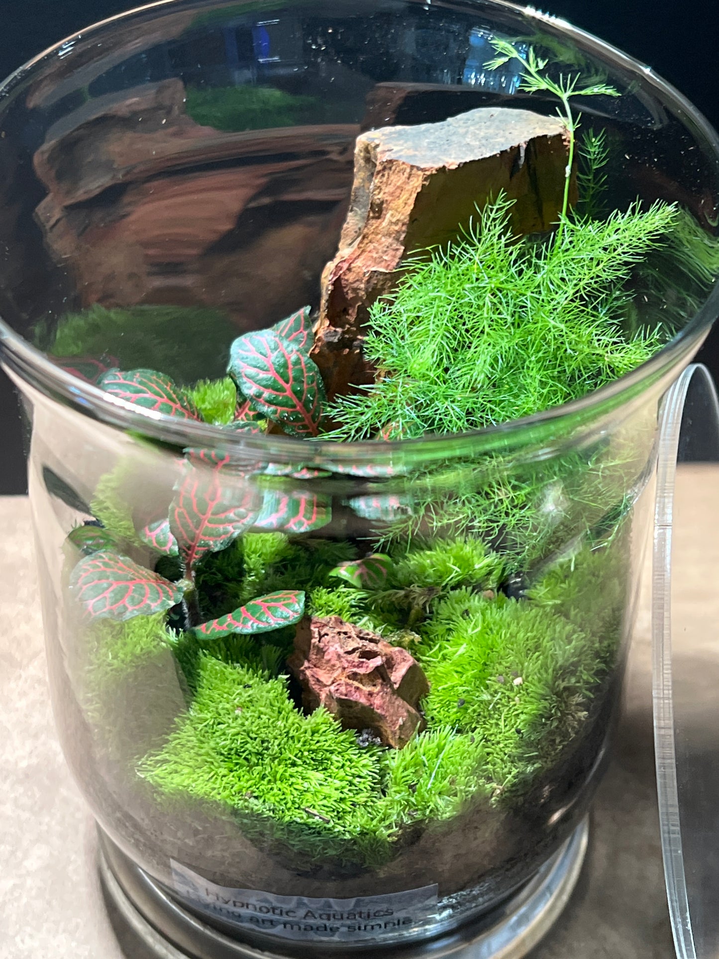 Terrarium 285