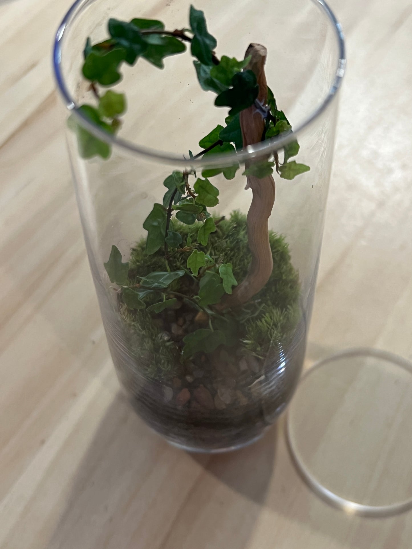 Terrarium 834