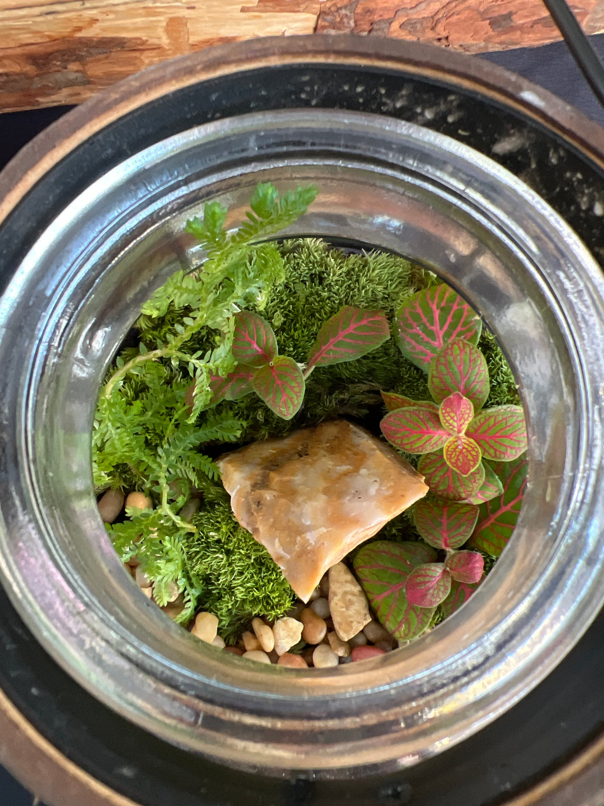Terrarium 944