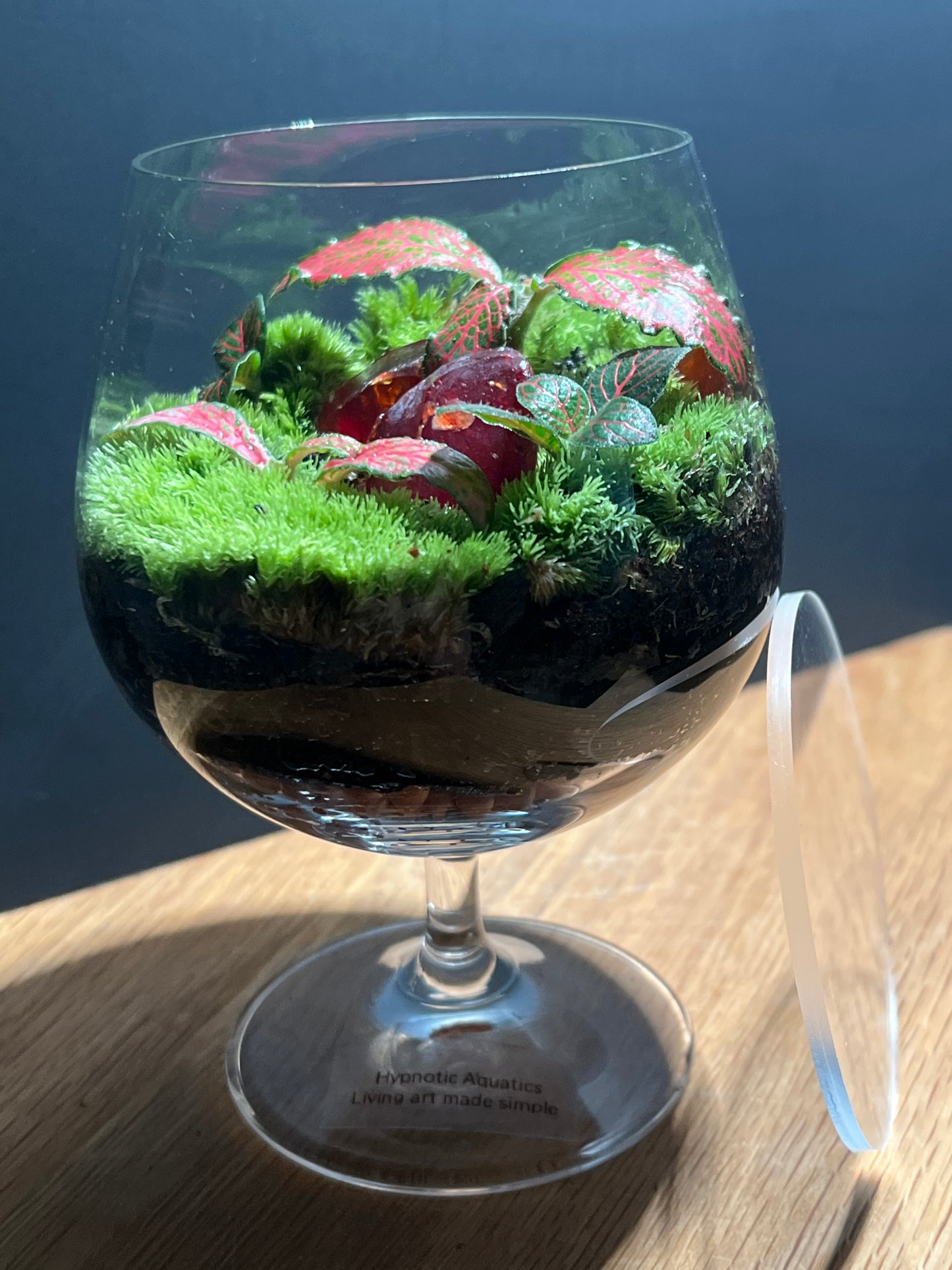 Terrarium 479
