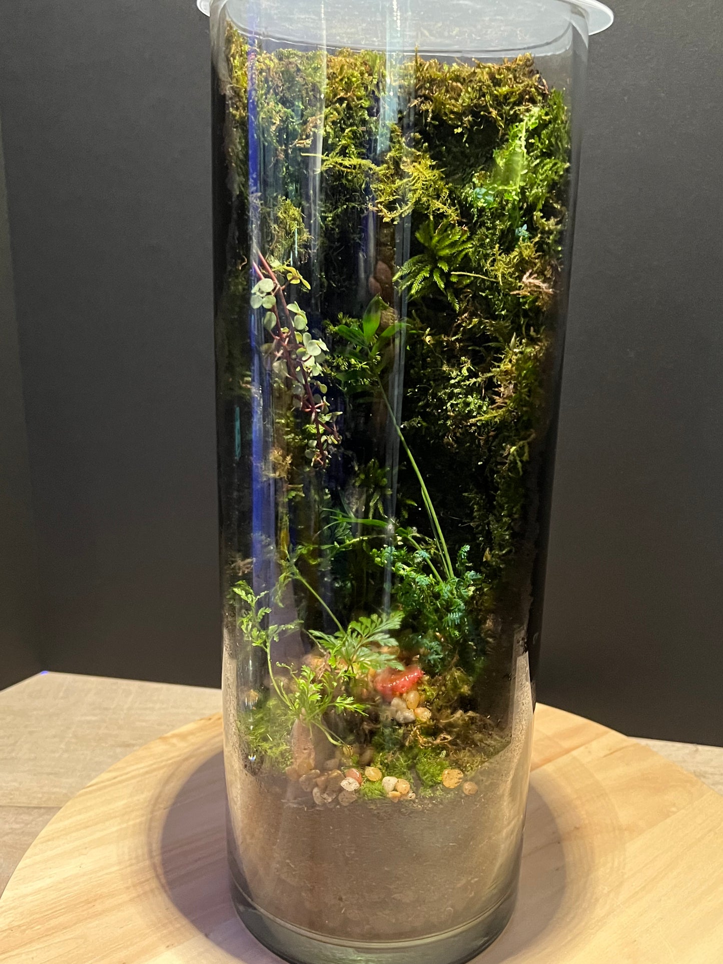 Terrarium #7