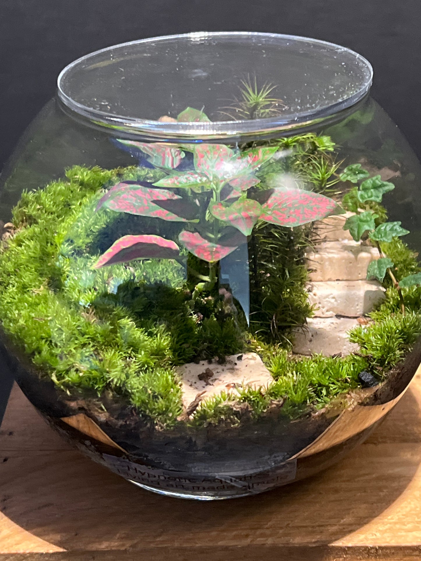 Terrarium #146